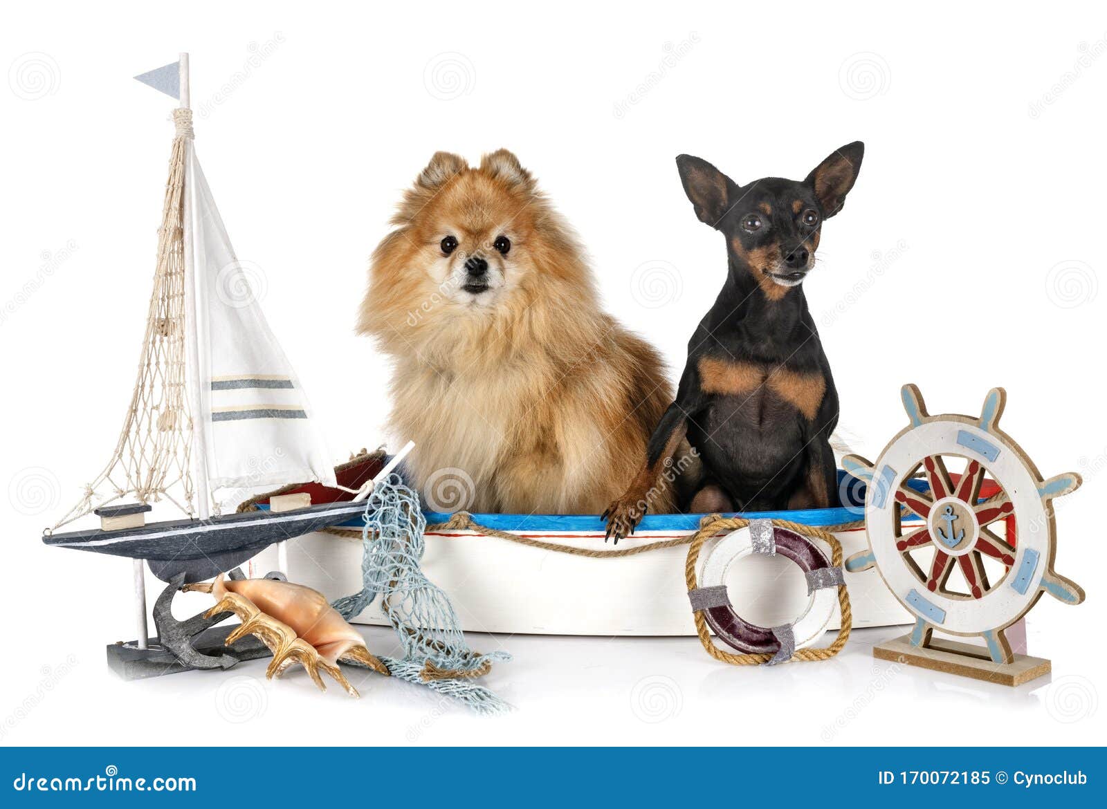 Miniature Pinscher and Spitz Stock Image Image of boat, sailing