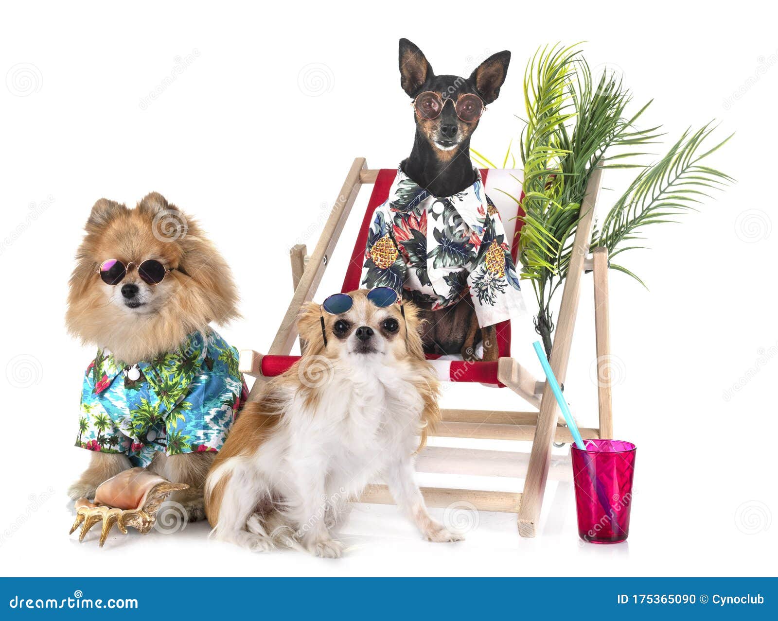 Miniature Pinscher and Spitz Stock Photo Image of little, pinscher