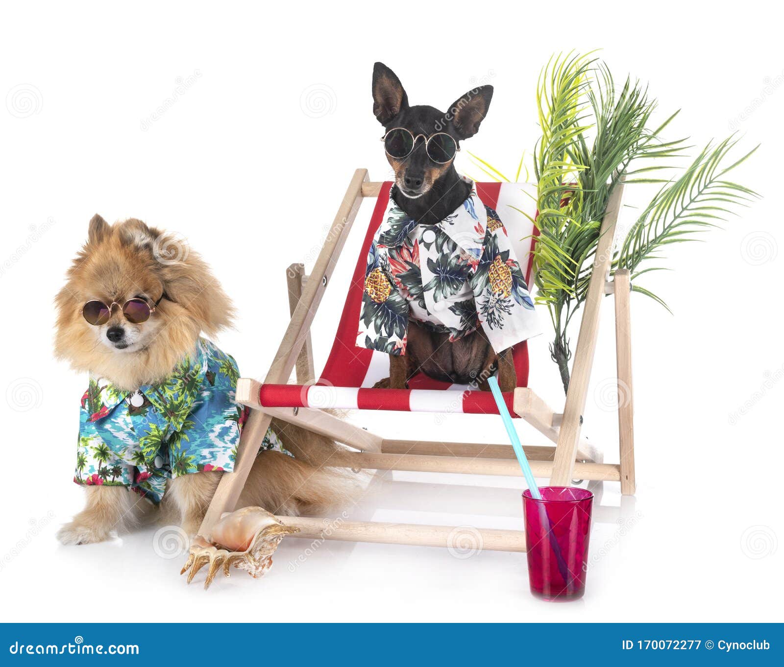 Miniature Pinscher and Spitz Stock Image Image of puppy, sunglasses