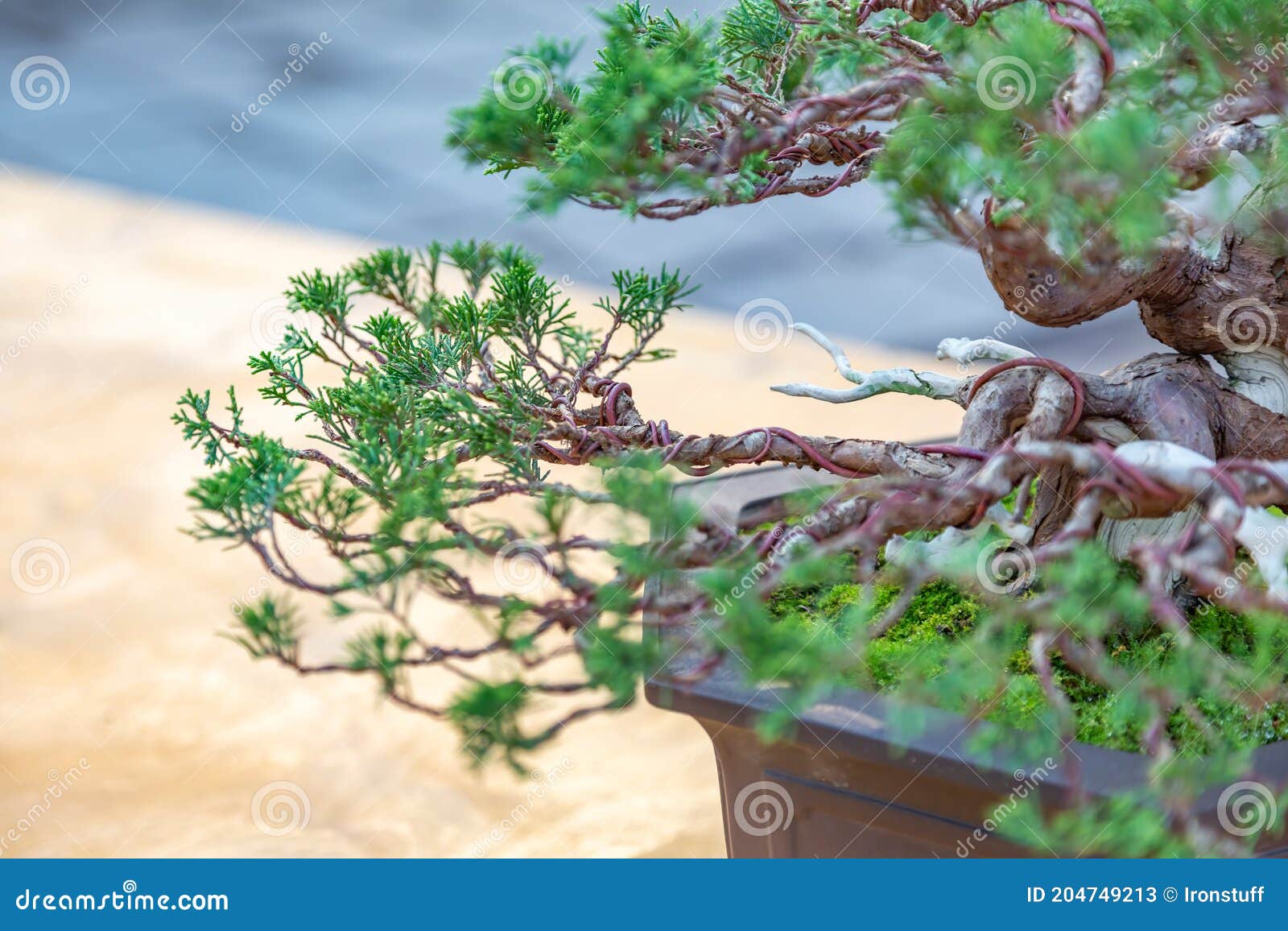 The Art Of Nurturing Nature's Miniatures: Growing A Bonsai From Seed