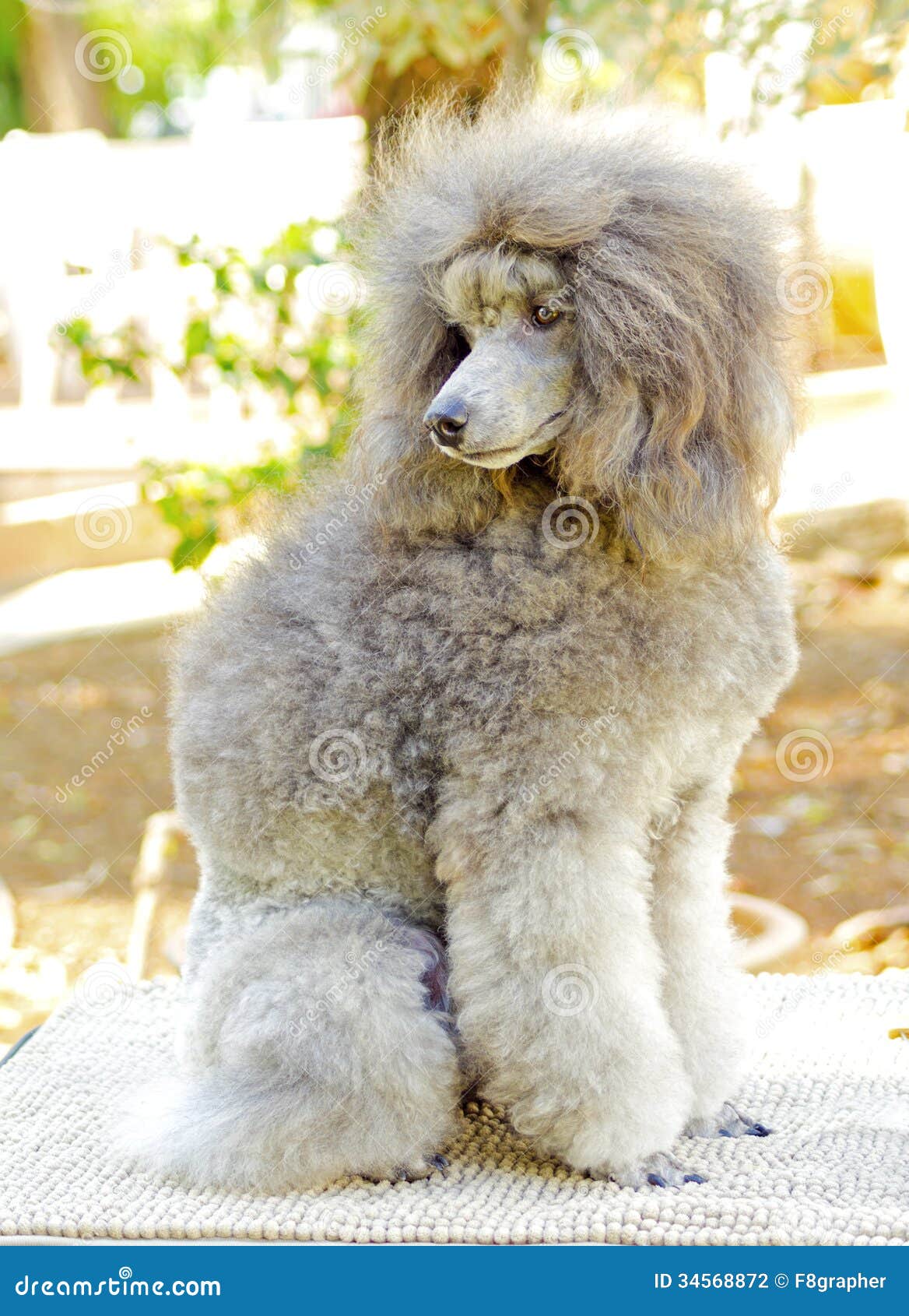 are small poodles as intelligent as standard poodles