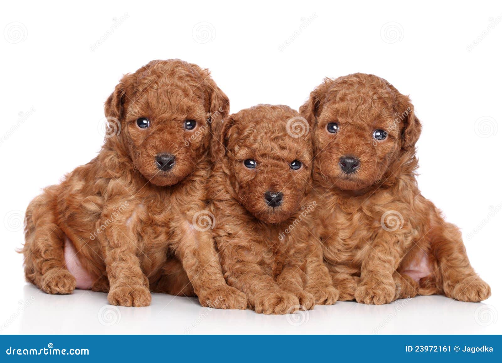 miniature poodle puppy