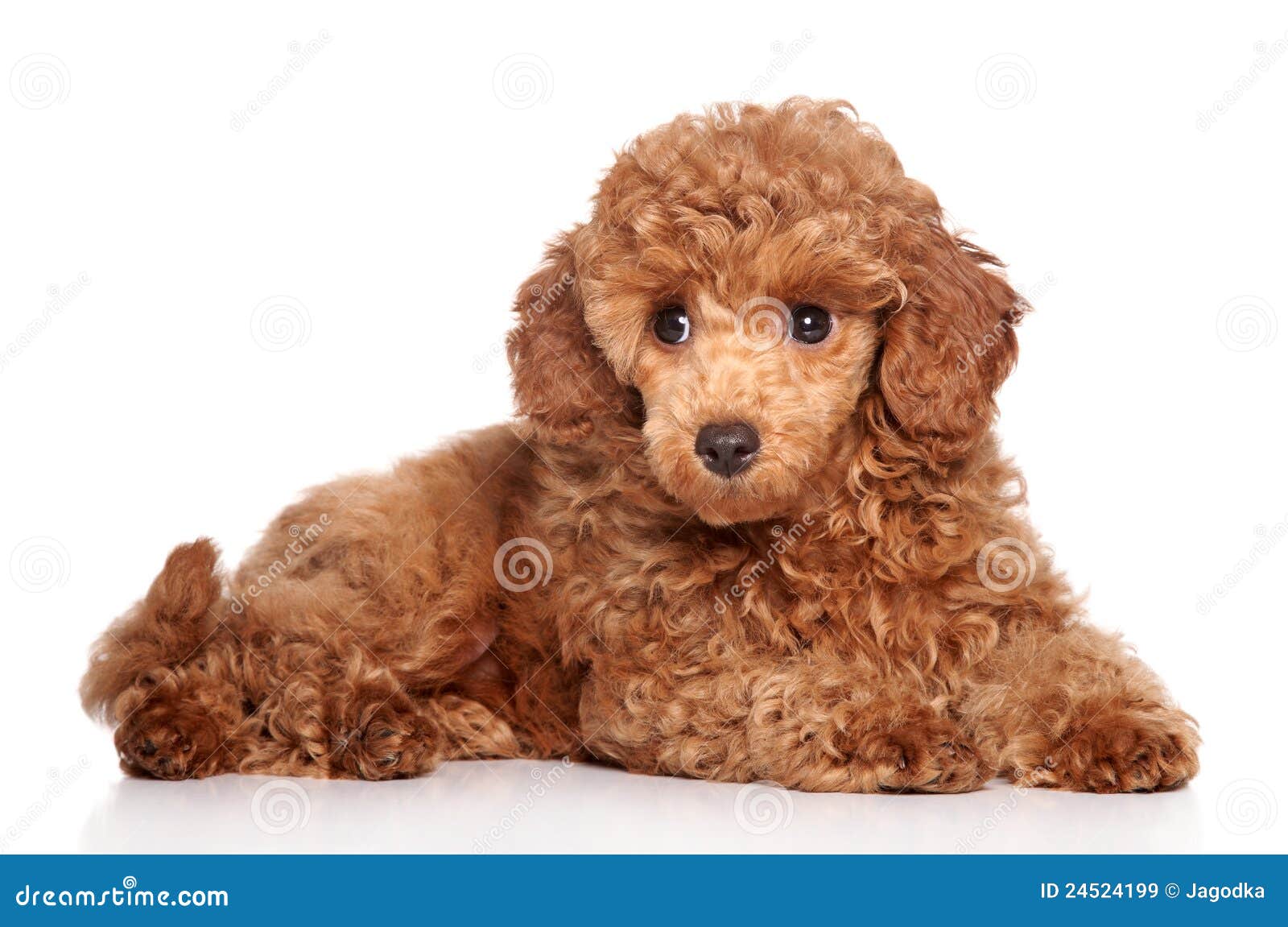 miniature poodle puppy