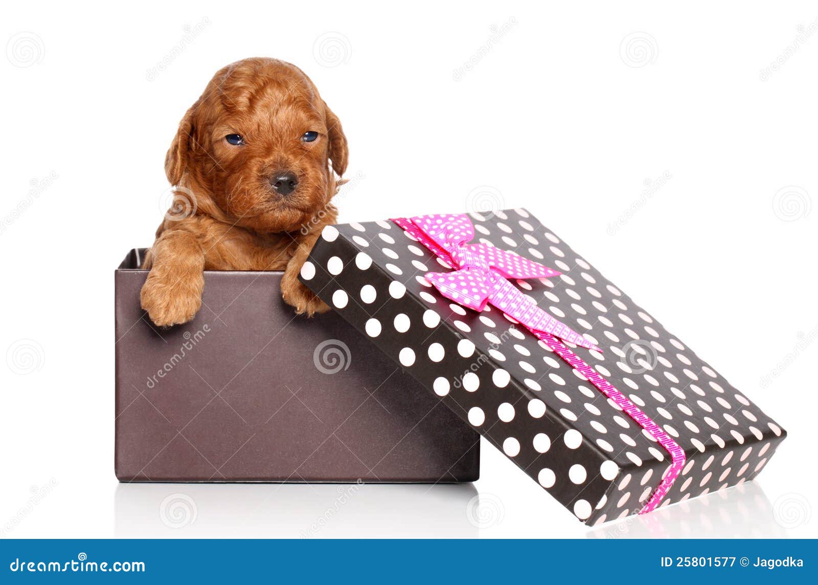 Miniature Poodle Puppy in Gift Box Stock Image Image of funny, holiday 25801577