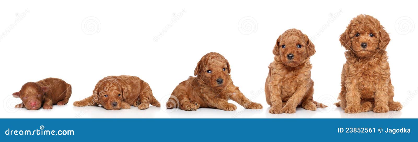 Miniature Poodle. Puppy Growing Stock Image Image of indoor, posing 23852561