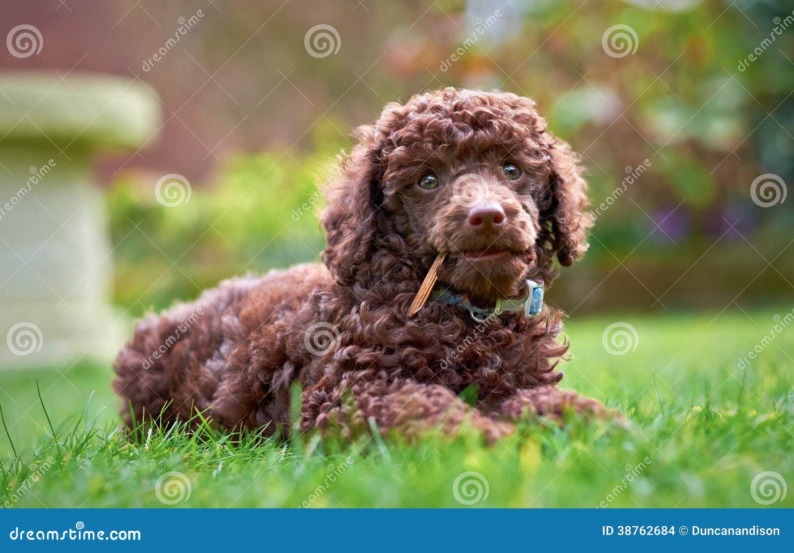miniature poodle puppy