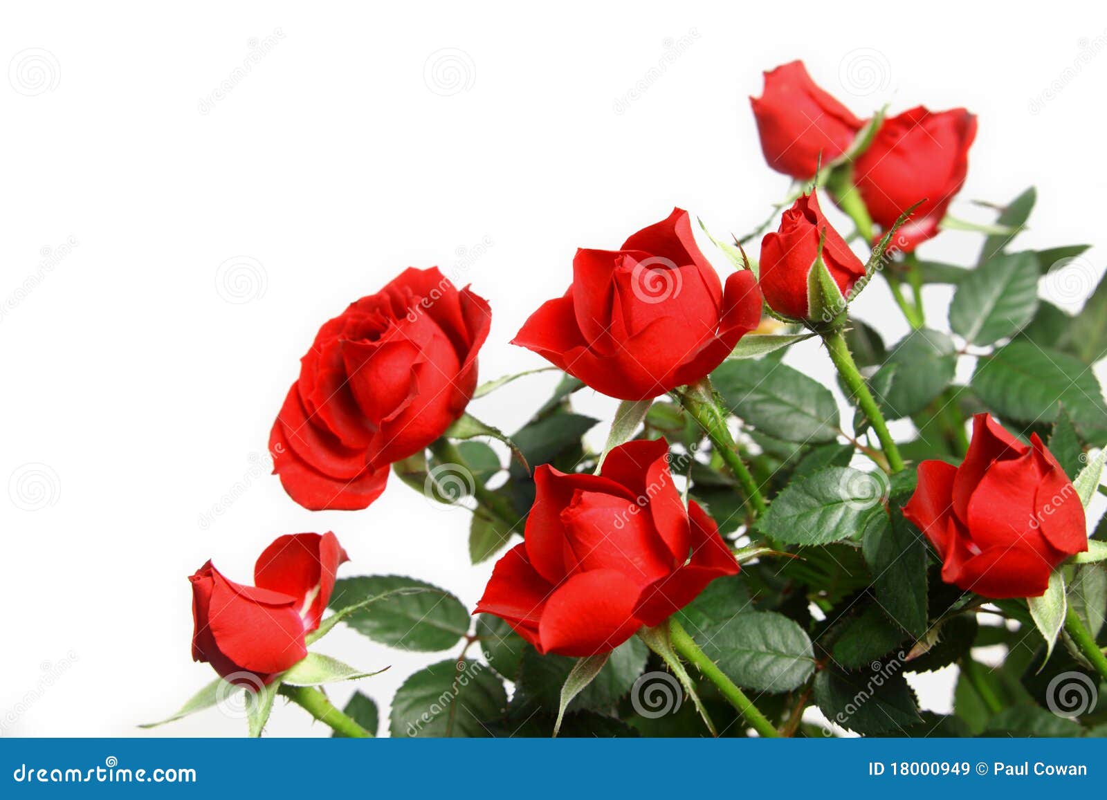 Miniature red roses stock image. Image of green, flower 18000949