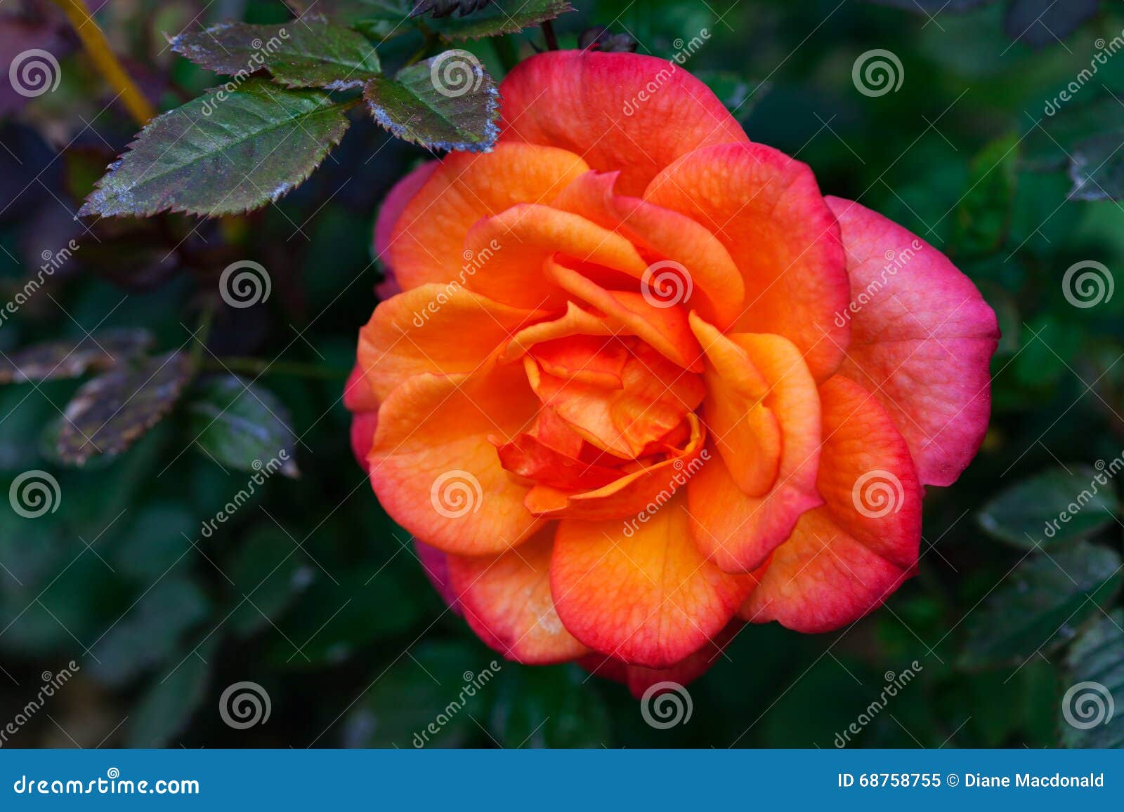 Miniature rose stock image. Image of beauty, grow, freshness - 68758755