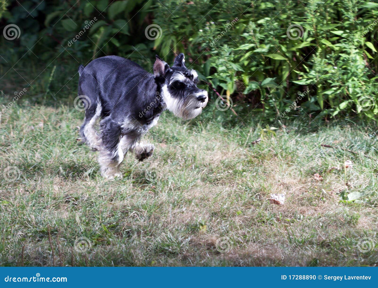 Miniature Schnauzer stock photo. Image of jump, miniature 17288890