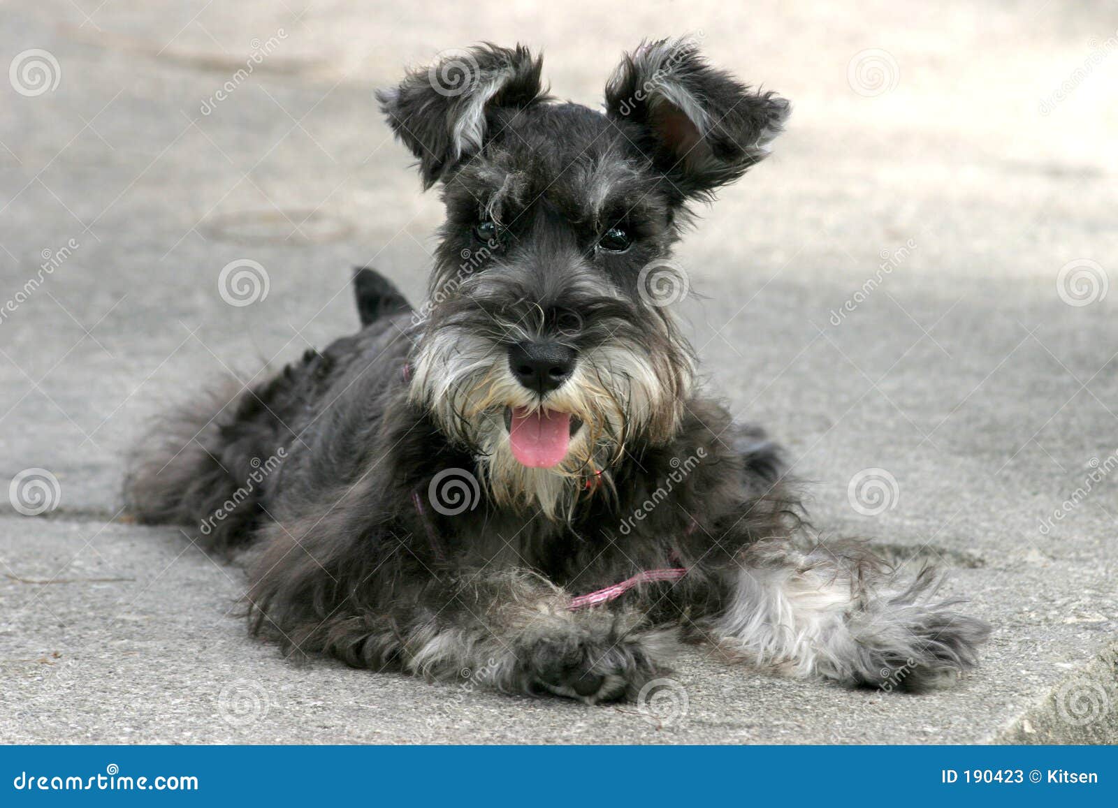 miniature schnauzer