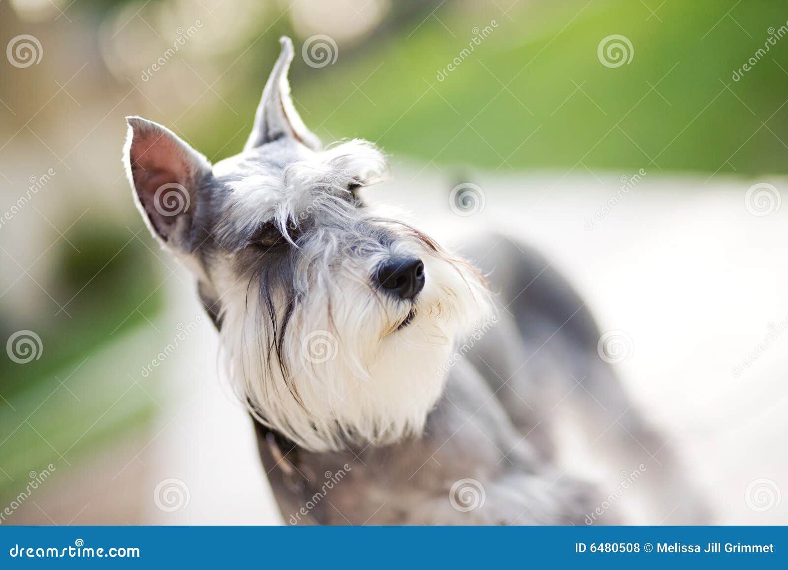 Miniature Schnauzer At Dog Agility Trial Stock Photo CartoonDealer