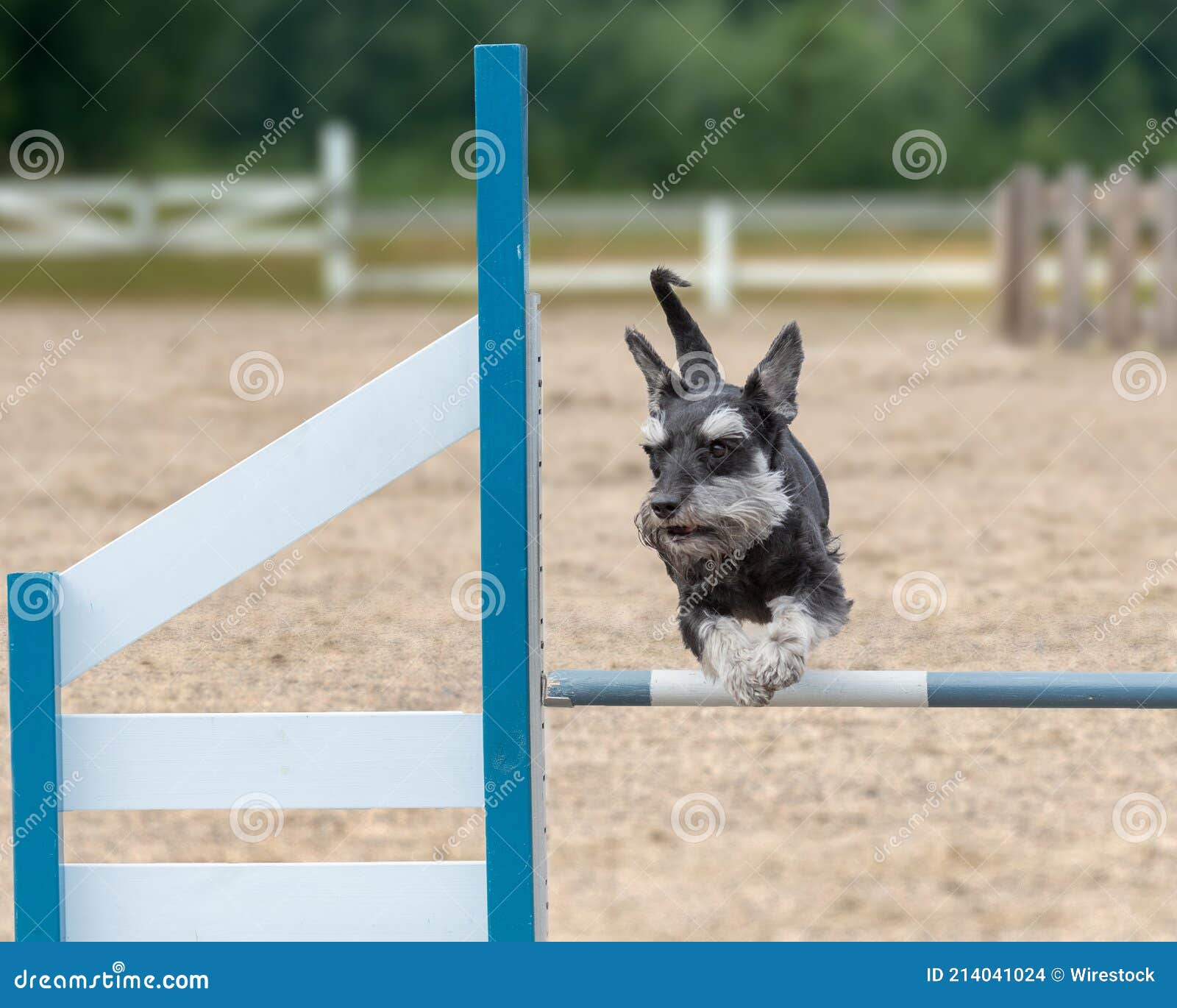 Miniature Schnauzer Dog Jumping Over an Agility Hurdle Stock Photo