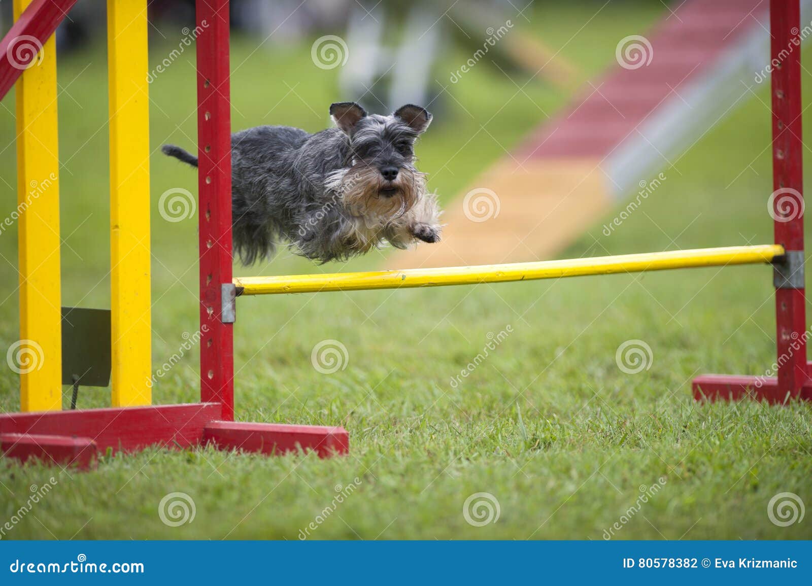Miniature Schnauzer Jumping on Agility Course Stock Photo Image of