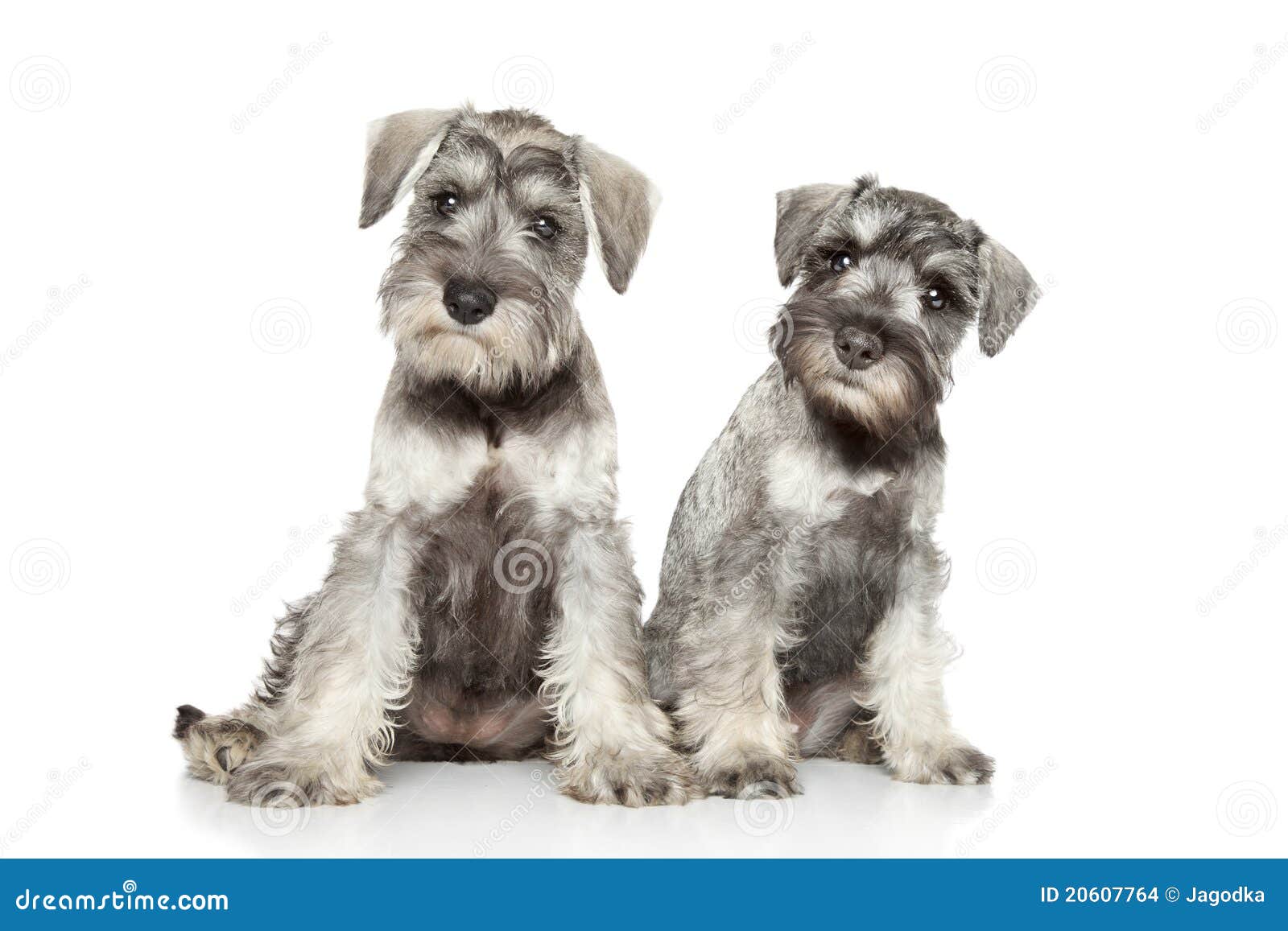 miniature schnauzer puppies on white background