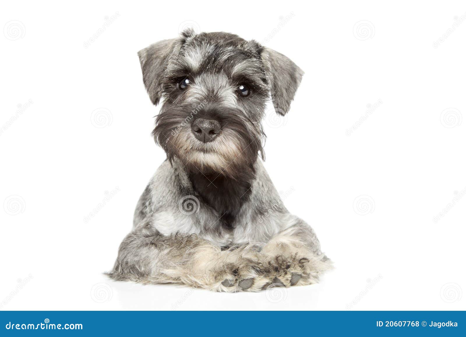 miniature schnauzer puppy