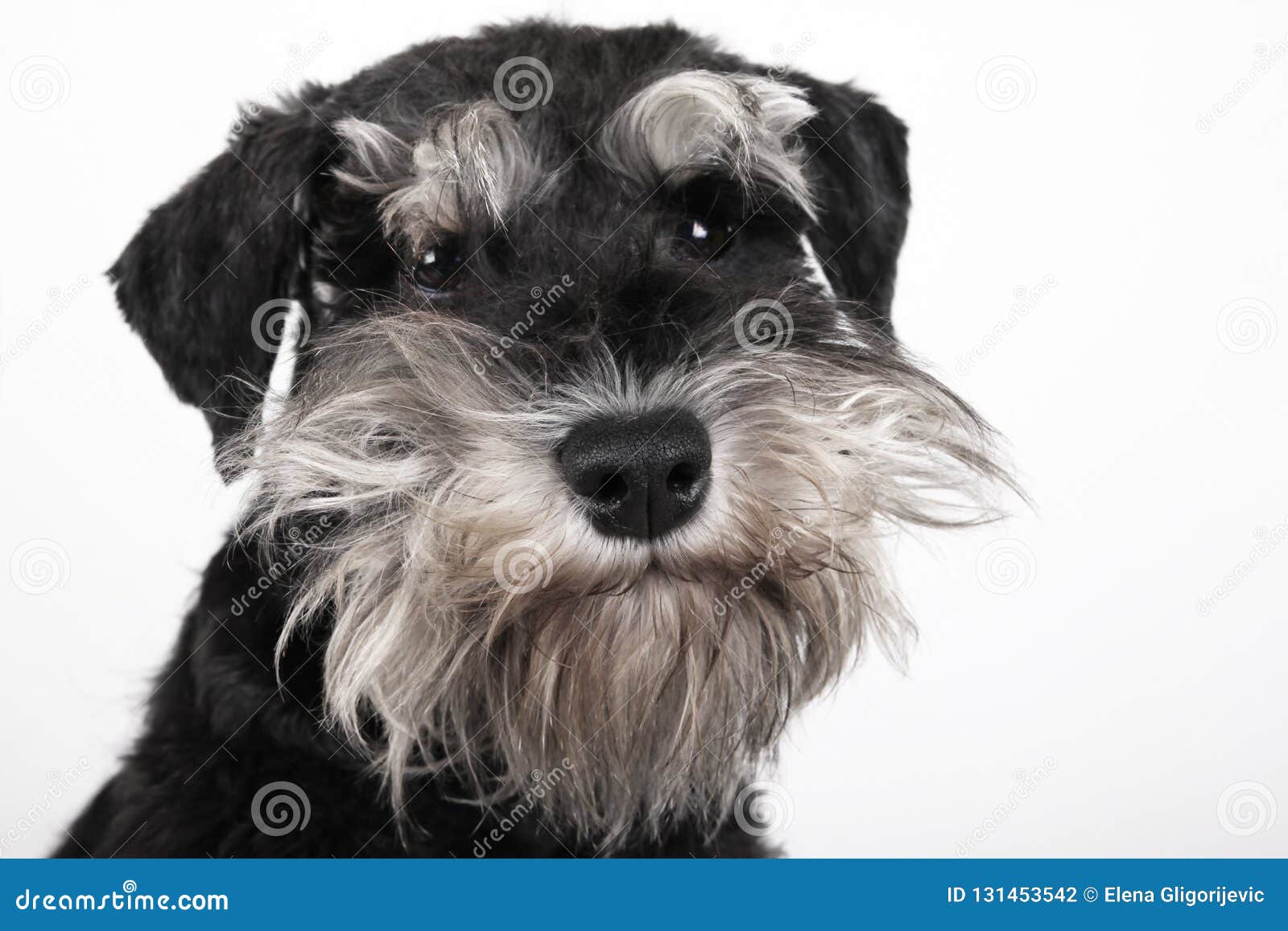 Miniature Schnauzer Puppy Dog On White Background Stock Photo Image Of Beauty Outdoors 131453542