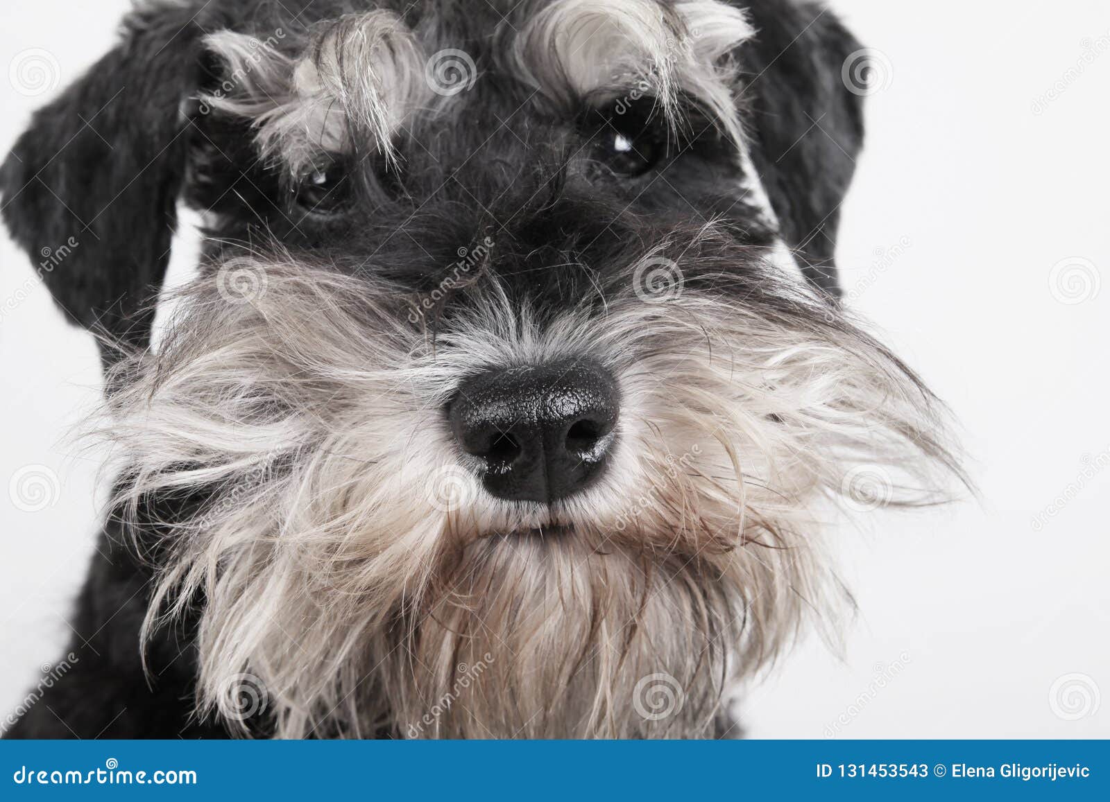 Miniature Schnauzer Puppy Dog On White Background Stock Image Image Of Breed Adorable 131453543
