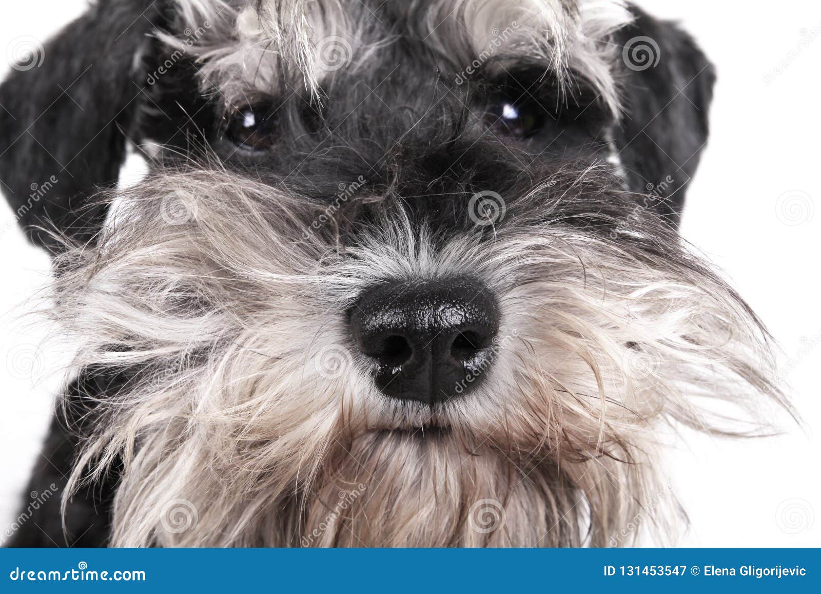 Miniature Schnauzer Puppy Dog On White Background Stock Image Image Of Background Breed 131453547