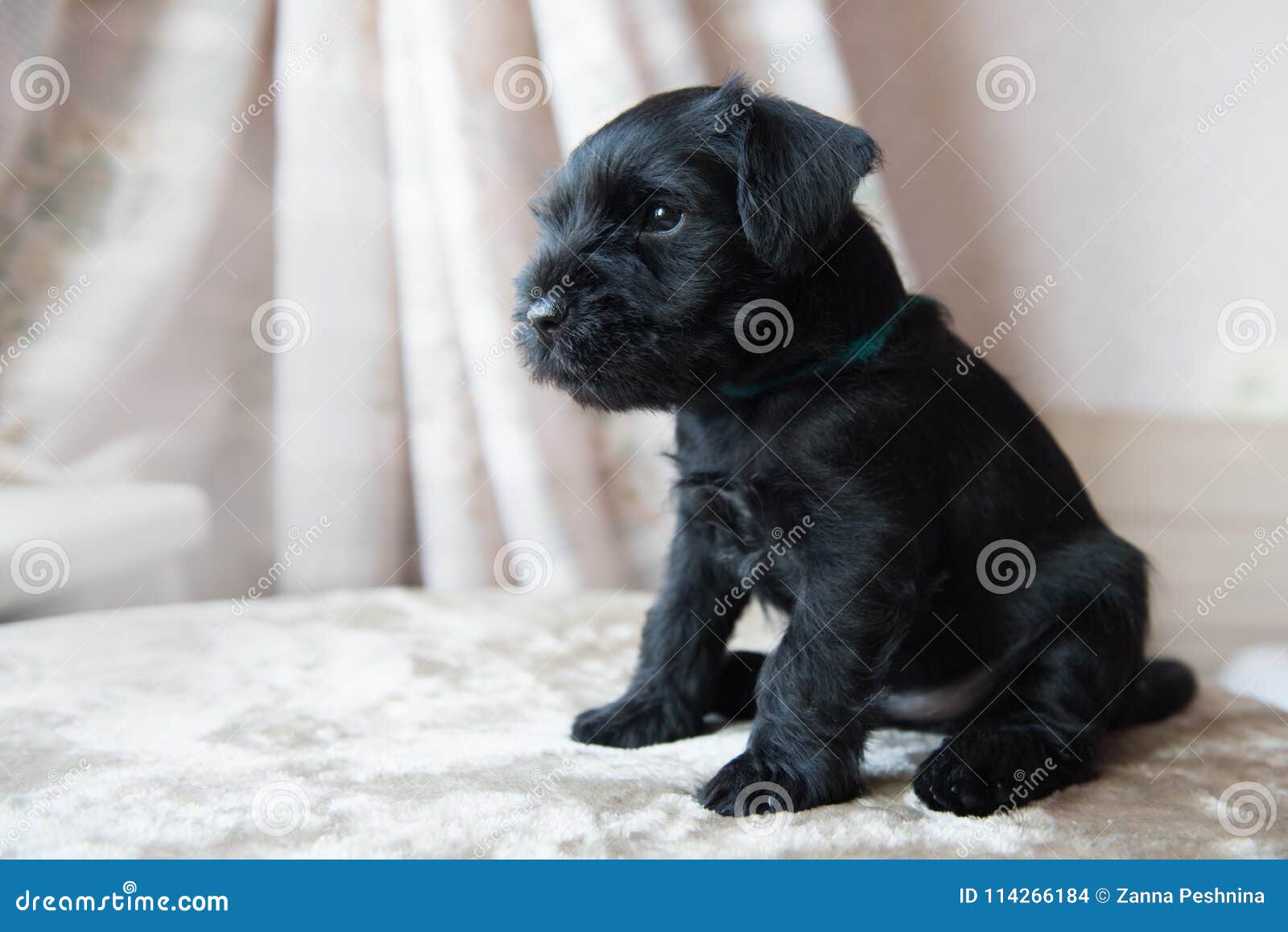 miniature schnauzer puppies