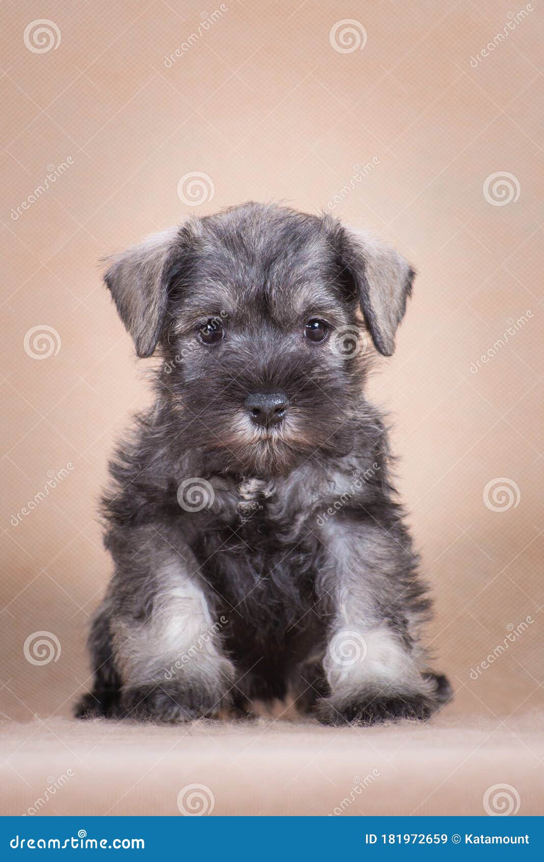 Escarpa Contaminar Cuatro Miniature Schnauzer Puppy Sits on a Beige Background Stock Image - Image of  miniature, breeds: 181972659