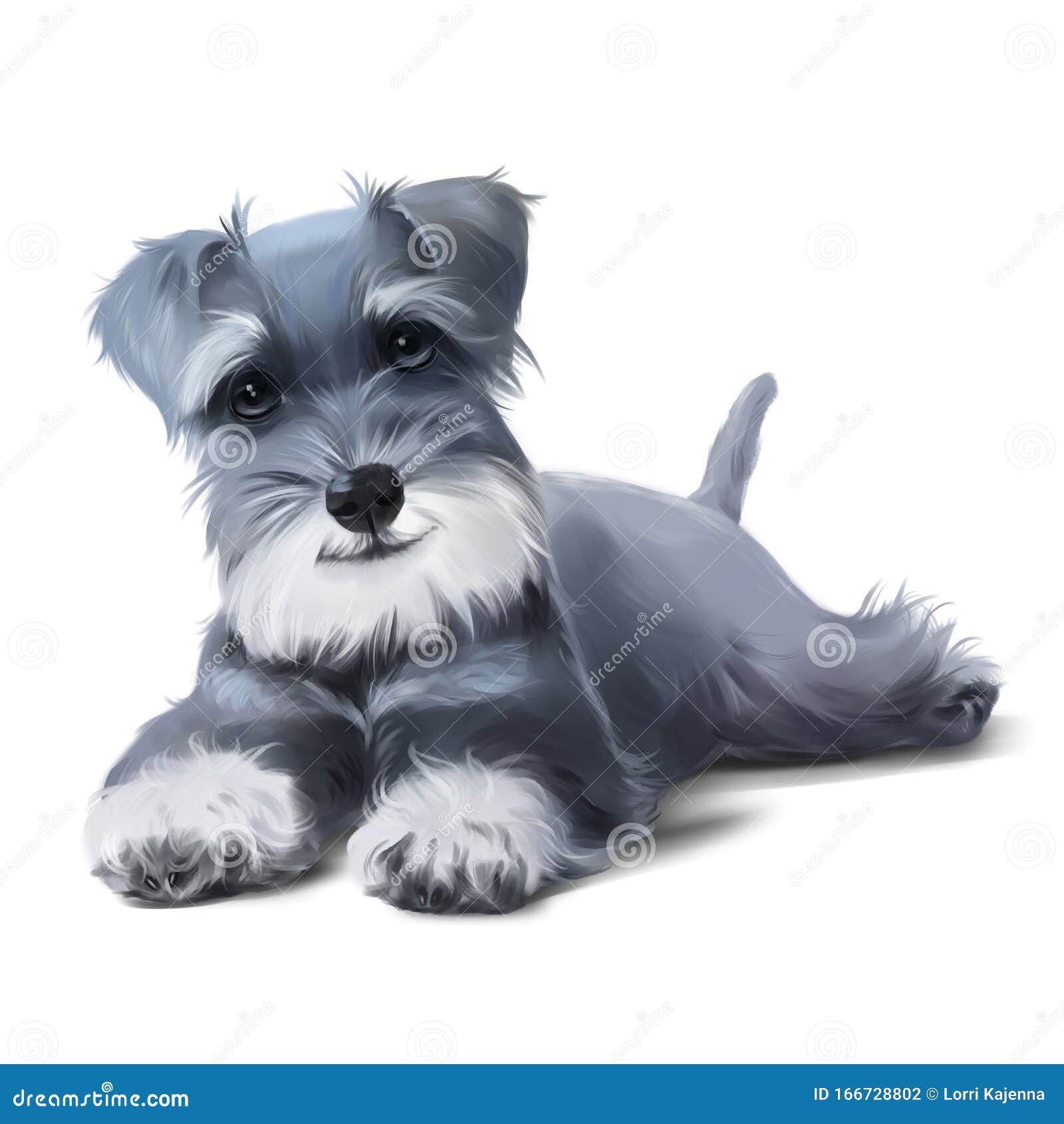 miniature schnauzer puppy. watercolor drawing