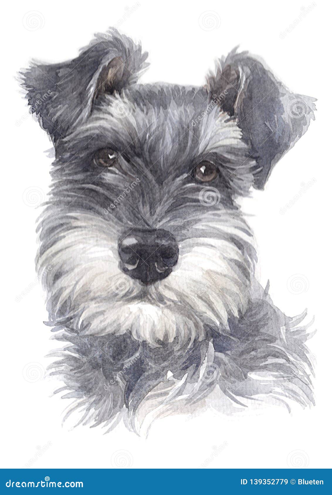 water colour paintings, small dogs, mini-breeds, schnauzer 026