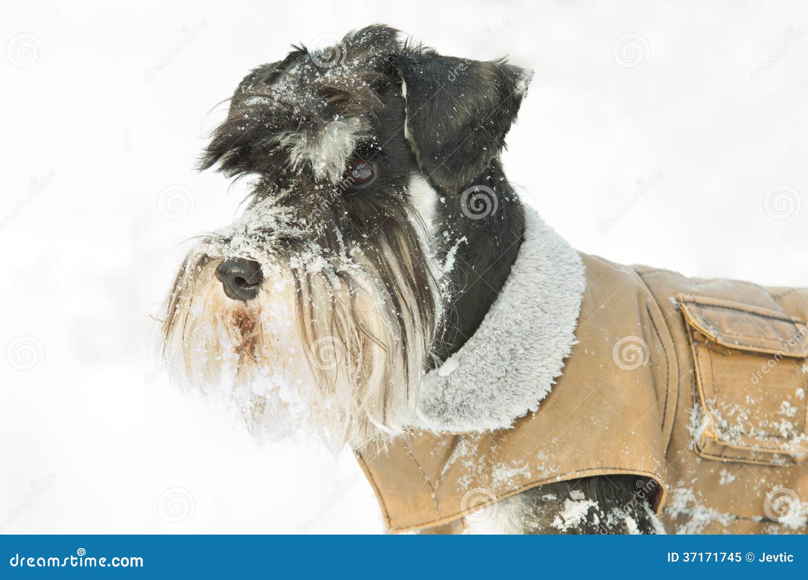 Miniature Schnauzer on Snow Stock Image Image of leather, dressed