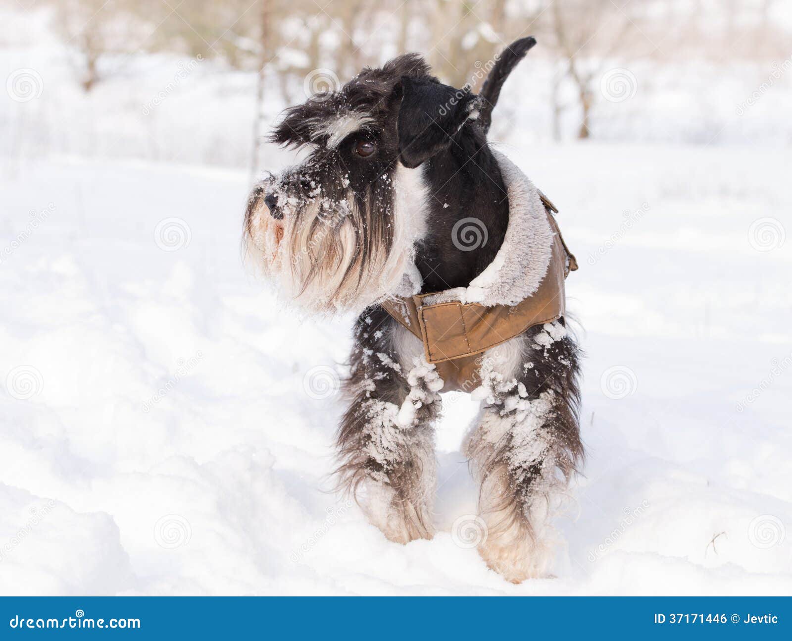 Miniature Schnauzer on Snow Stock Photo Image of doggy, jacket 37171446
