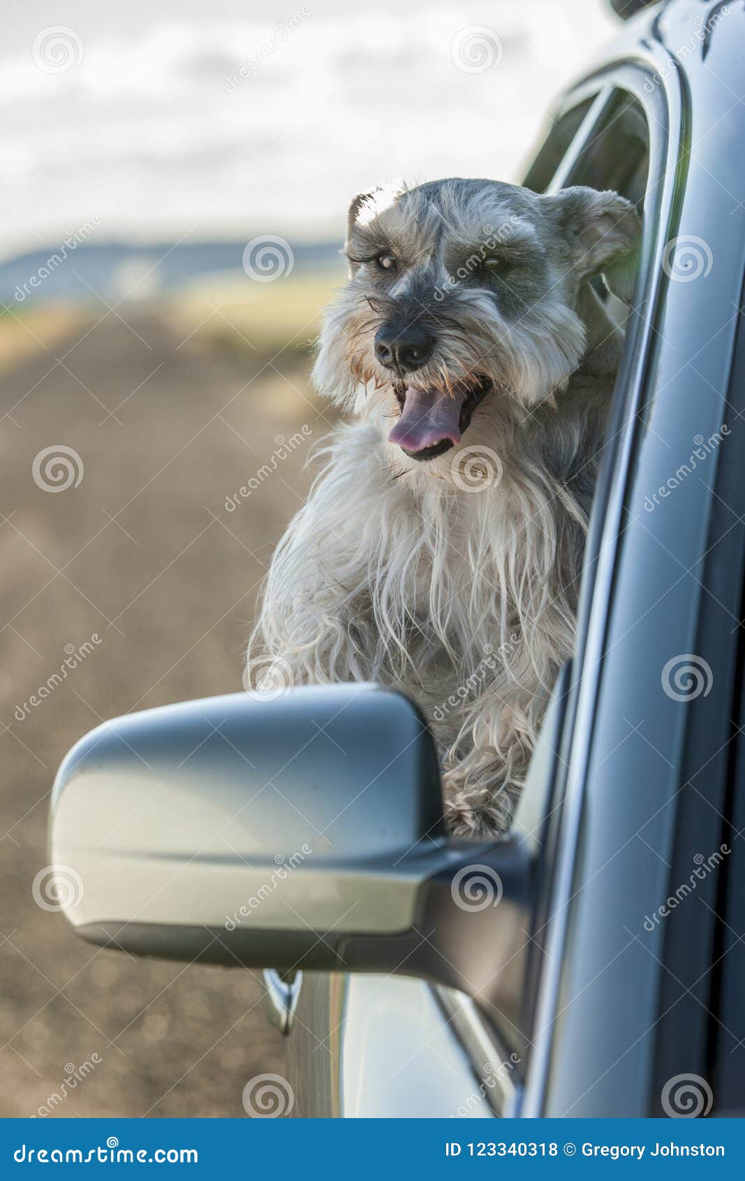 happy schnauzer