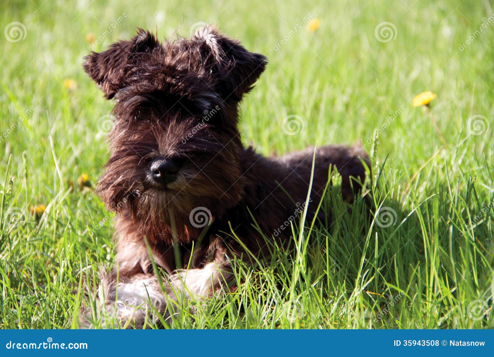 Miniature Schnauzer Walking Outdoors Stock Photo Image of friend