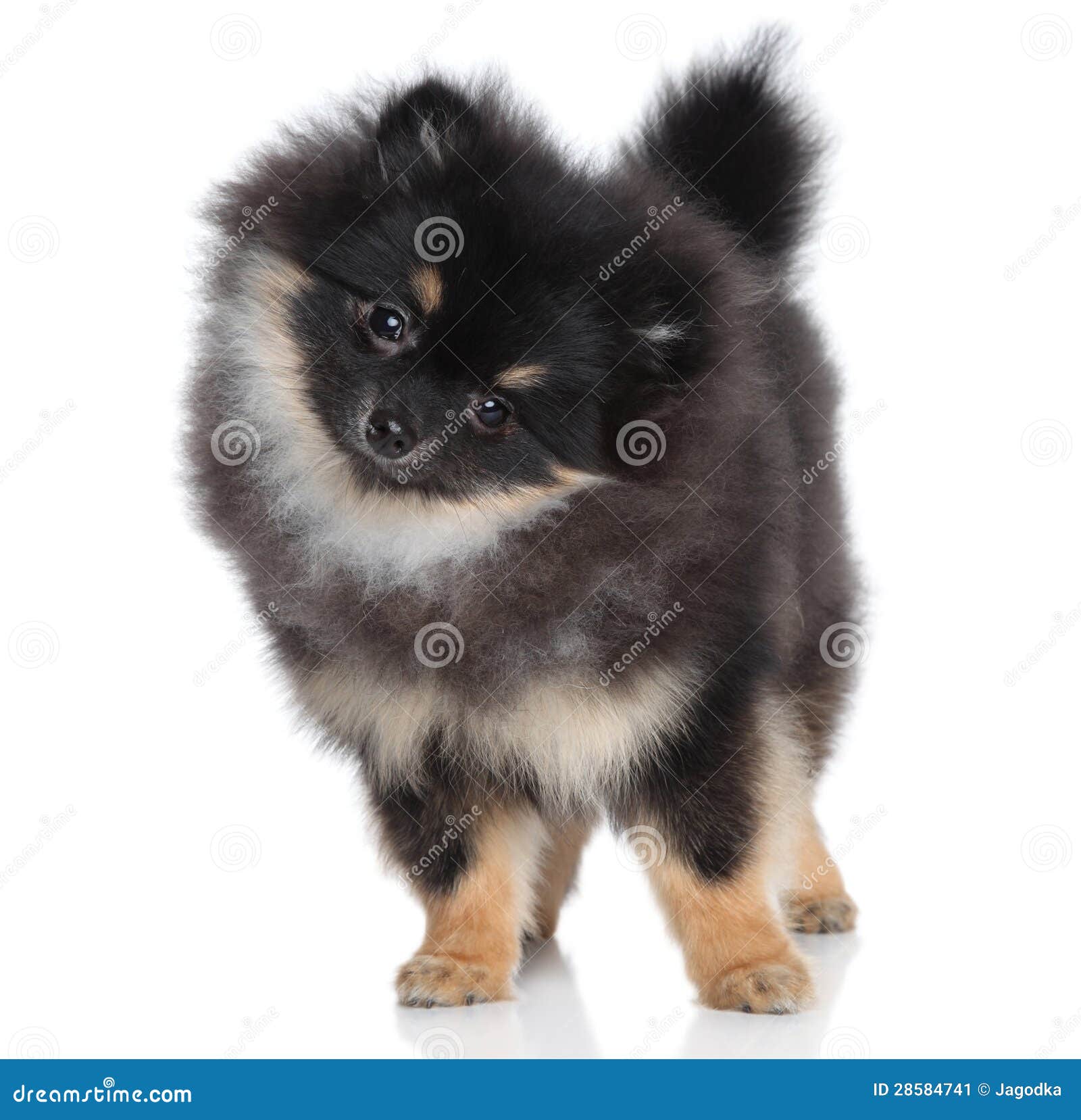 3 950 Miniature Spitz Photos Free Royalty Free Stock Photos From Dreamstime 3 950 Miniature Spitz Photos Free Royalty Free Stock Photos From Dreamstime