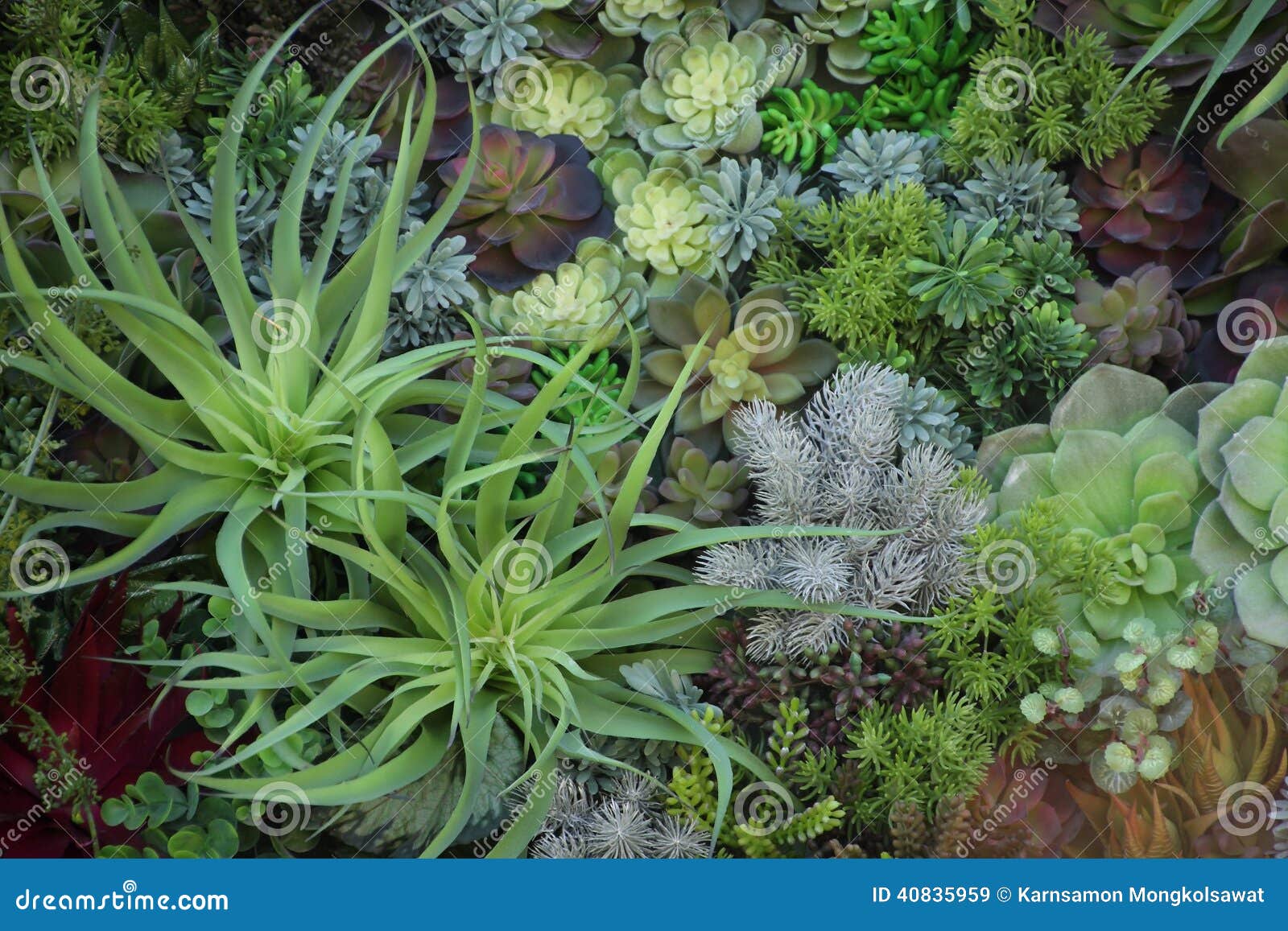 Cactus In Tray Stone Garden Decoration Stock Photo, Picture and Royalty  Free Image. Image 24667452.