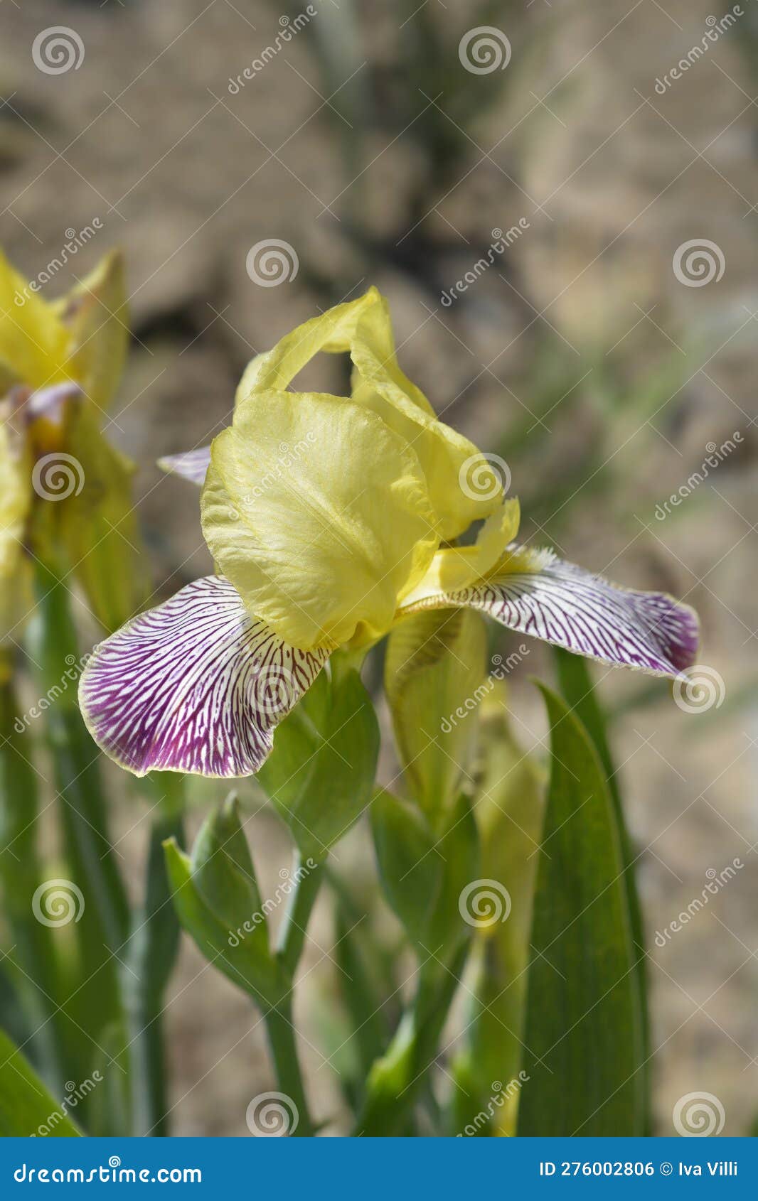 Miniature Tall Bearded Iris Gracchus Stock Photo - Image of flower ...