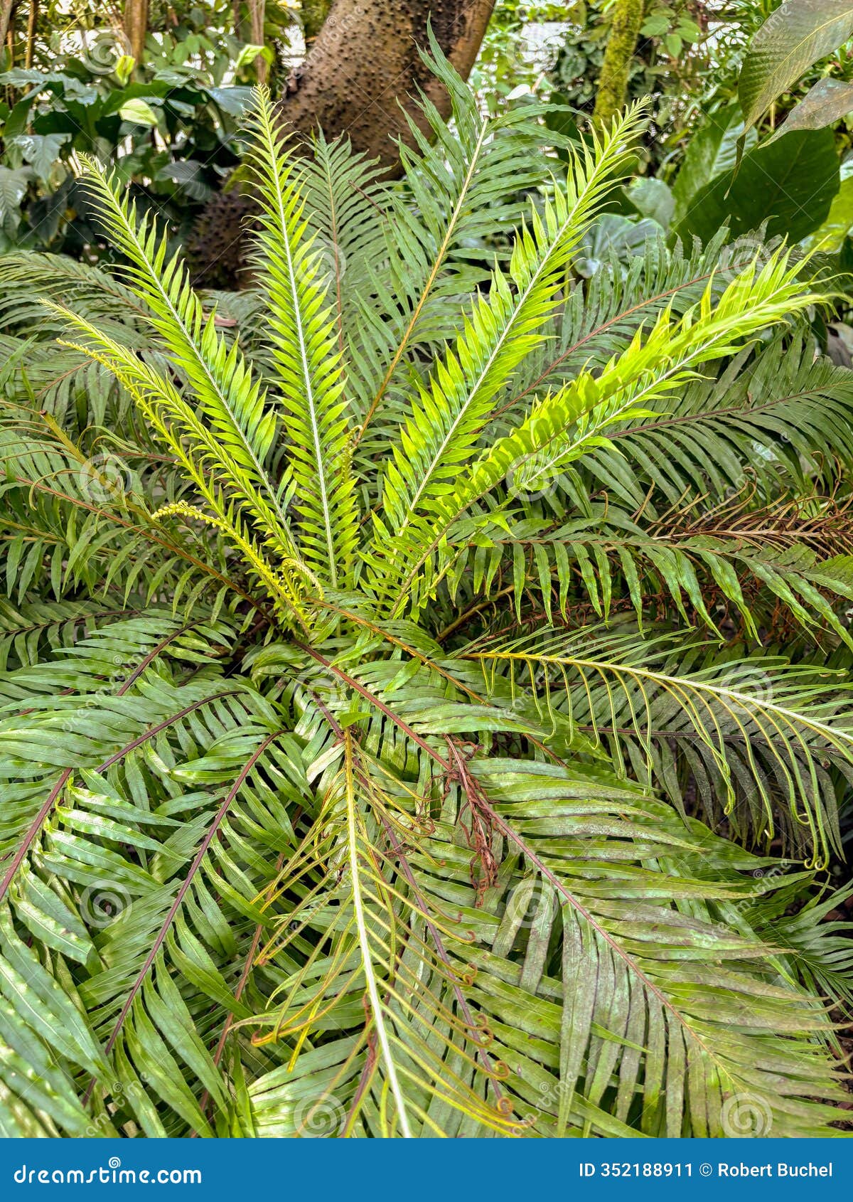 miniature tree fern or blechnum gibbum plant in saint gallen in switzerland