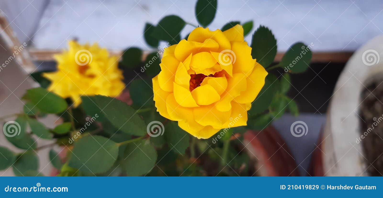 Miniature Yellow Rose Flower Stock Image - Image of verity, flower ...