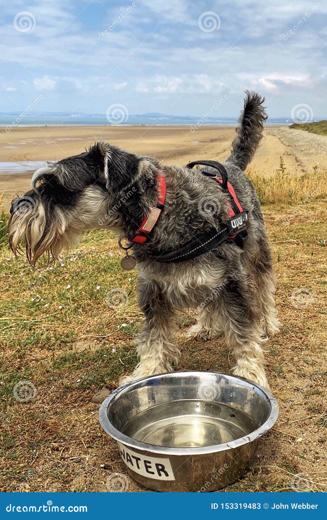Miniatuurschnauzer-hond met waterkom op hete dag dichtbij strand. Hond bij Sker-strand Zuid-Wales op hete de zomerdag