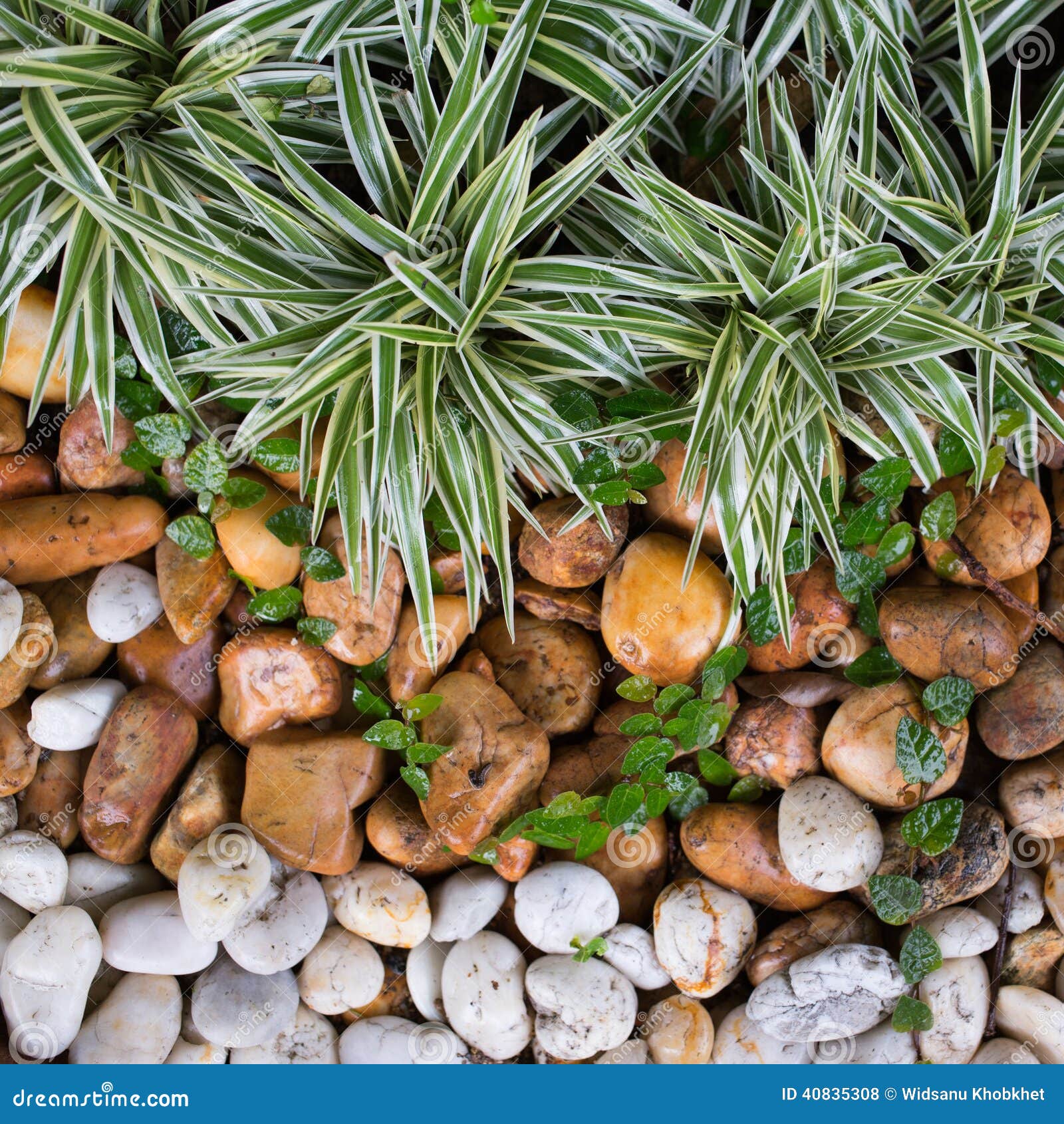 Minimal Garden Small Garden Stock Photo Image Of Tropical Small 