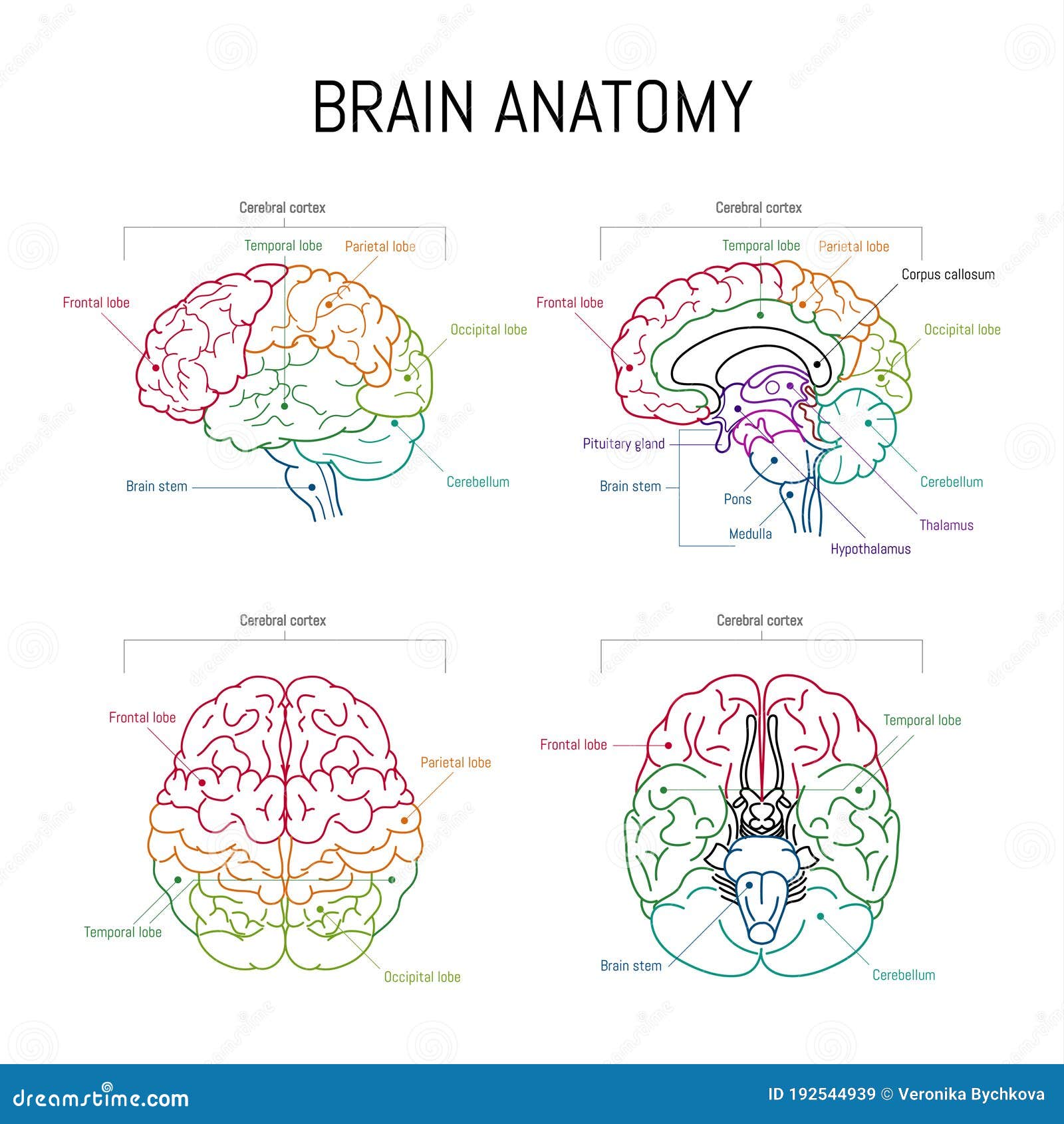 Minimal Neuroscience Infographic On White Human Brain Lobes And