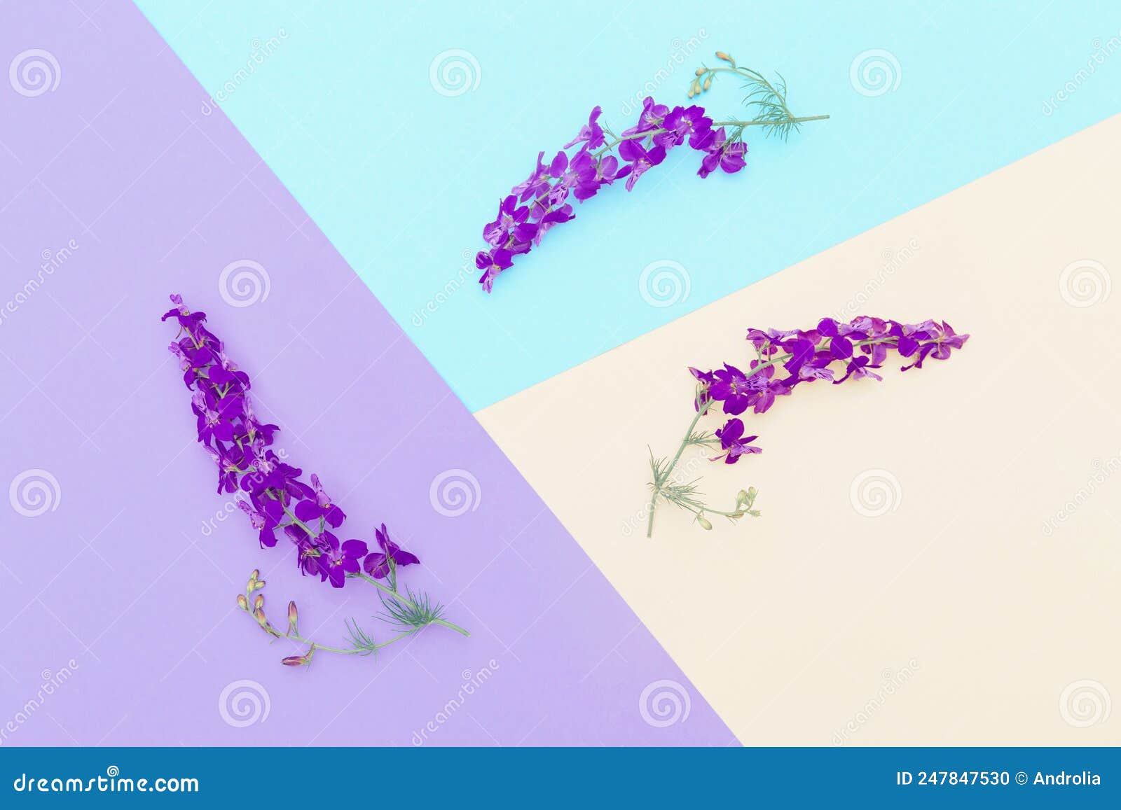 minimal style composition made of meadow flowers on colorful geometric background. nature concept. top view. flat lay