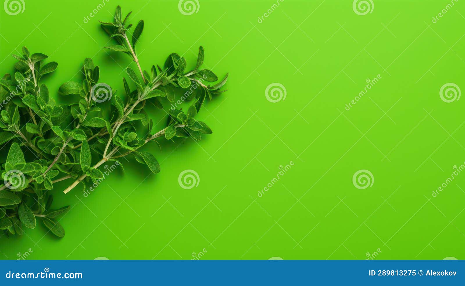 Minimal Style of Thyme Leaves on a Green Background AI Generated Stock