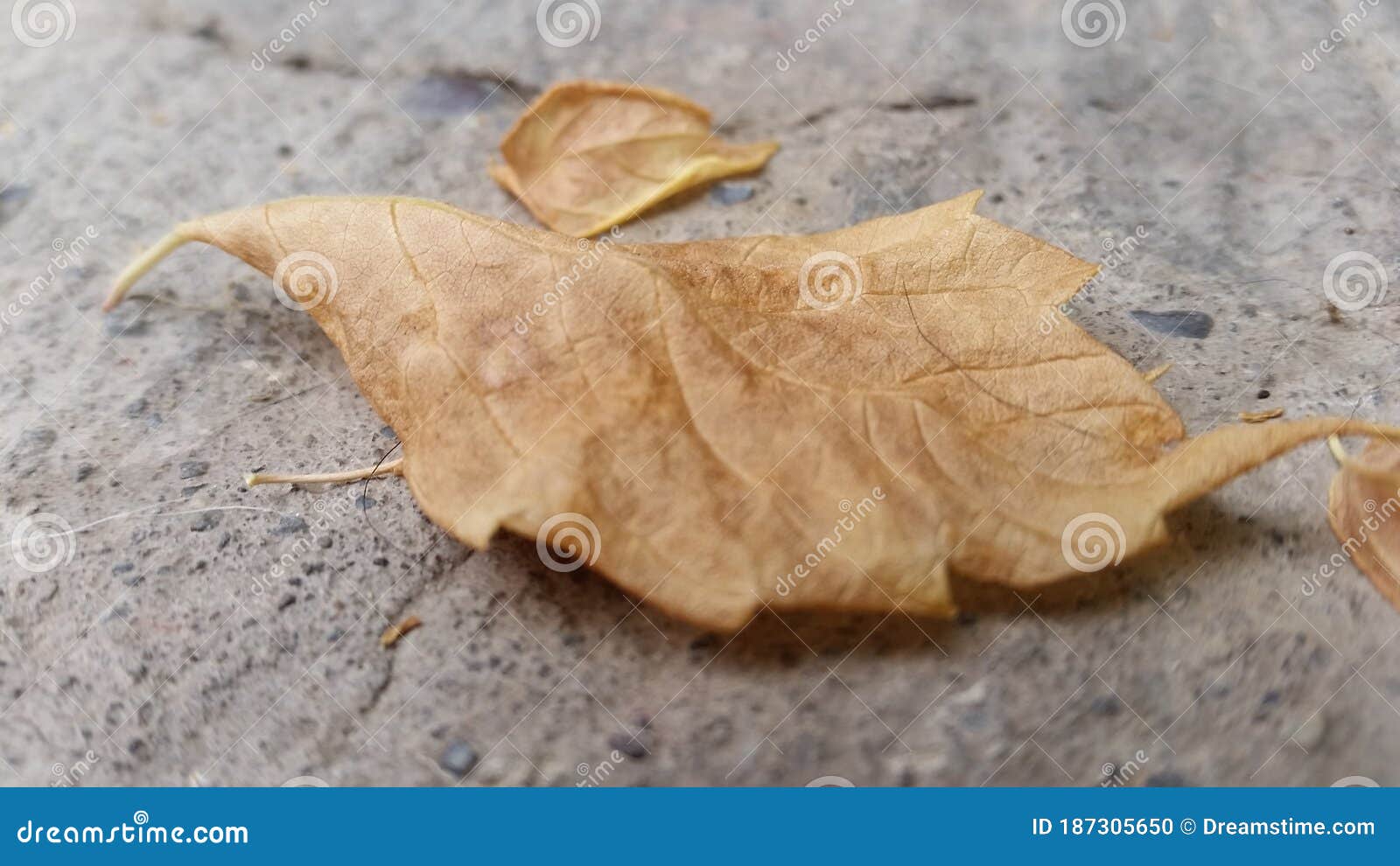 small leaf of autumnal tree