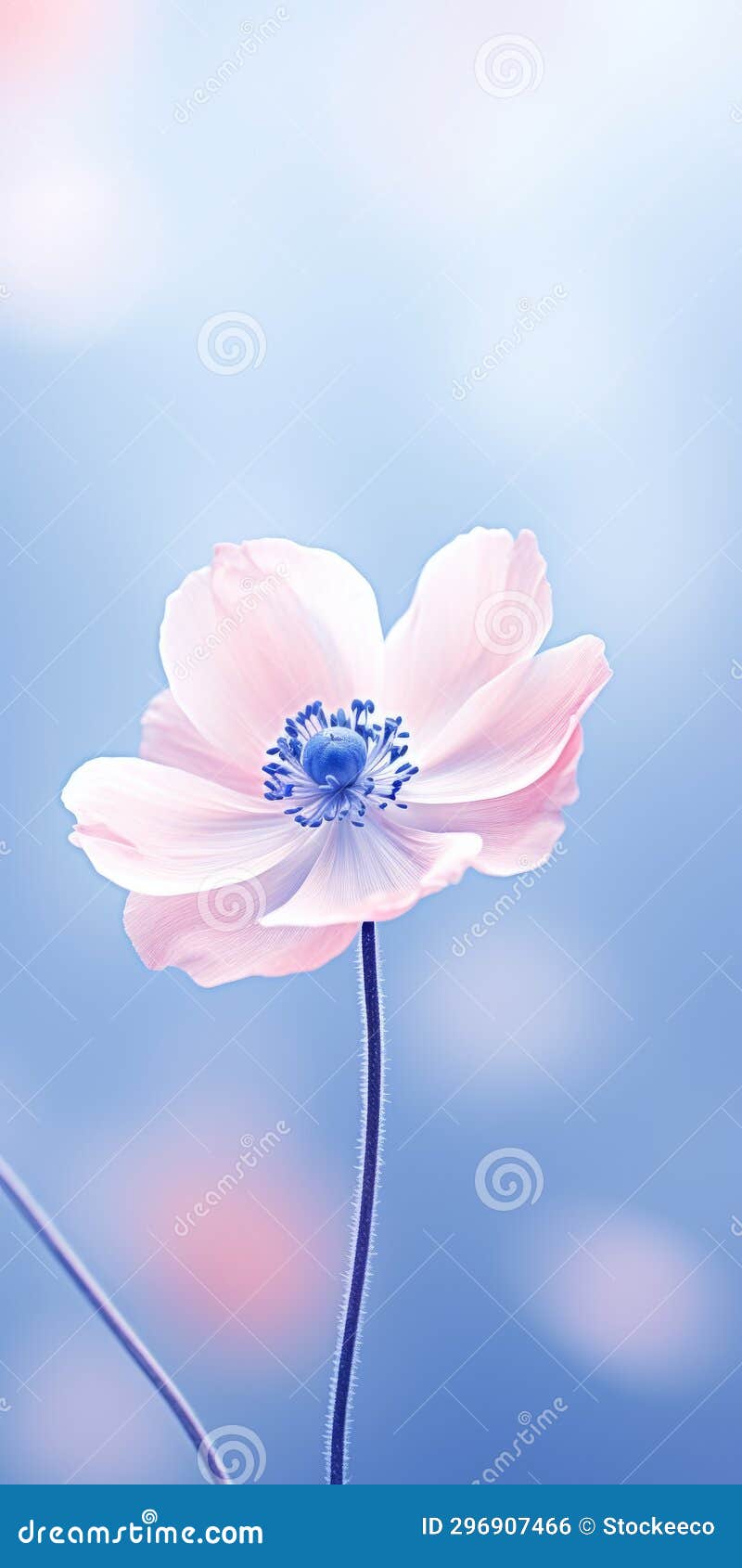 minimalist mobile wallpaper: elegant anemone in monochromatic scheme