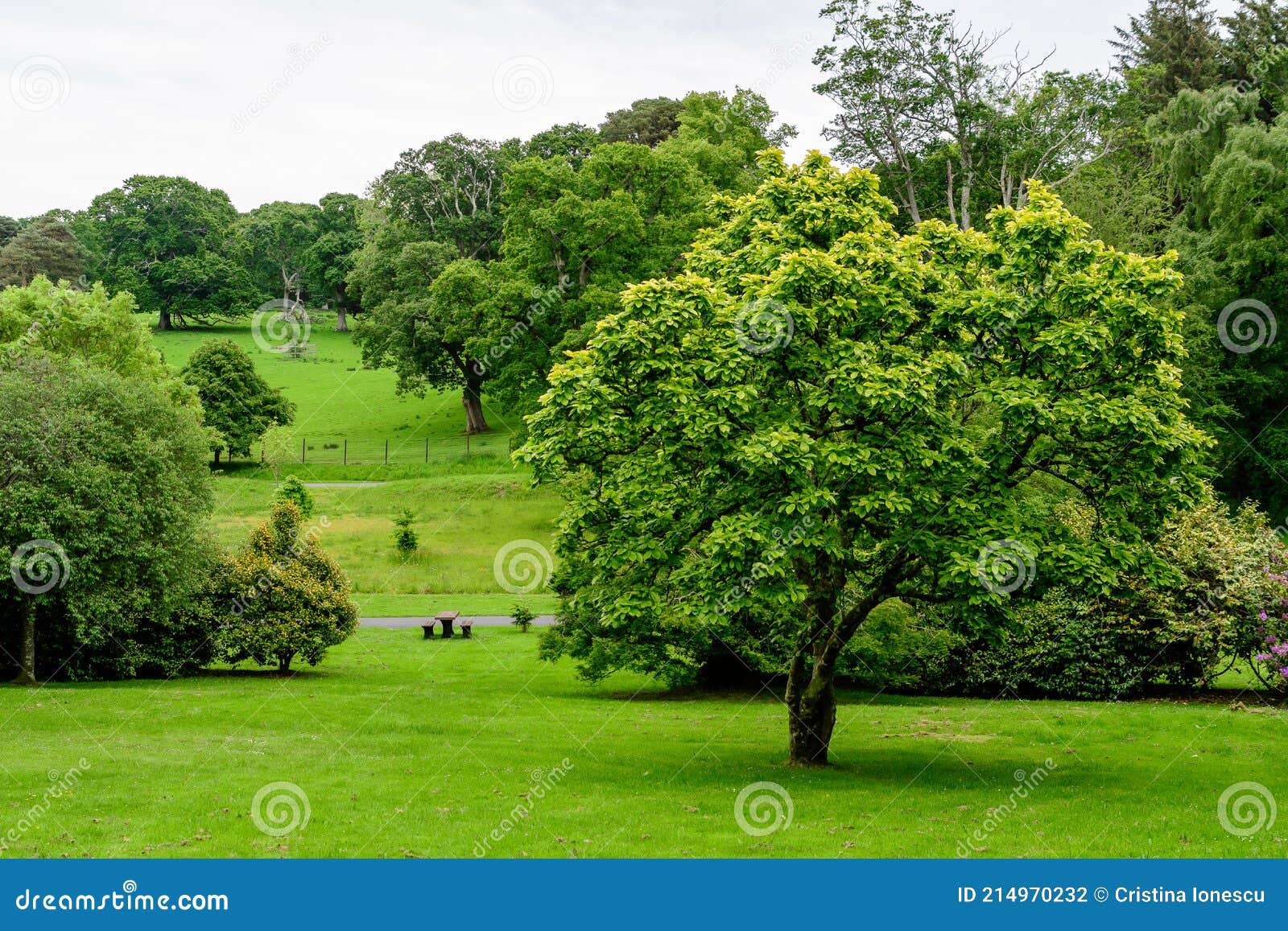 Minimalist Monochrome Green Background with Wild Azalea or Rhododendron ...