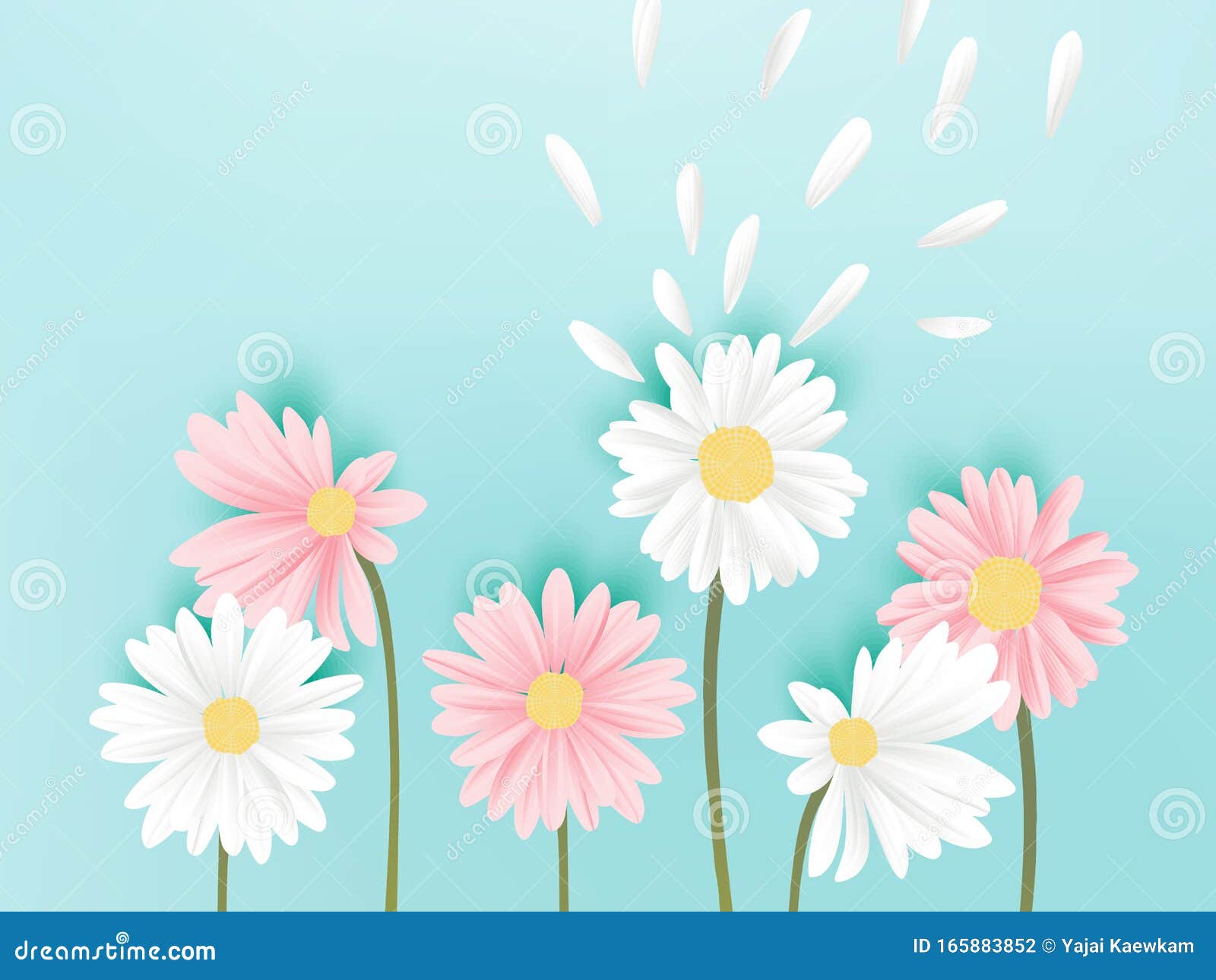 Wallpaper background, Board, summer, flower, pink, Daisy images for  desktop, section цветы - download