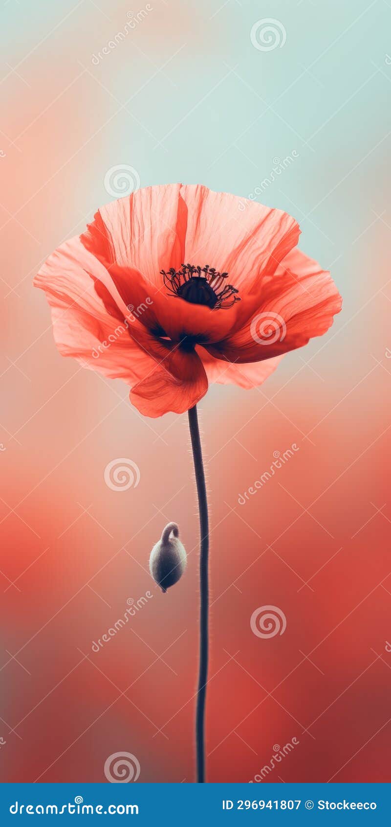 minimalist poppy mobile wallpaper for impeccable and tcl 6-series