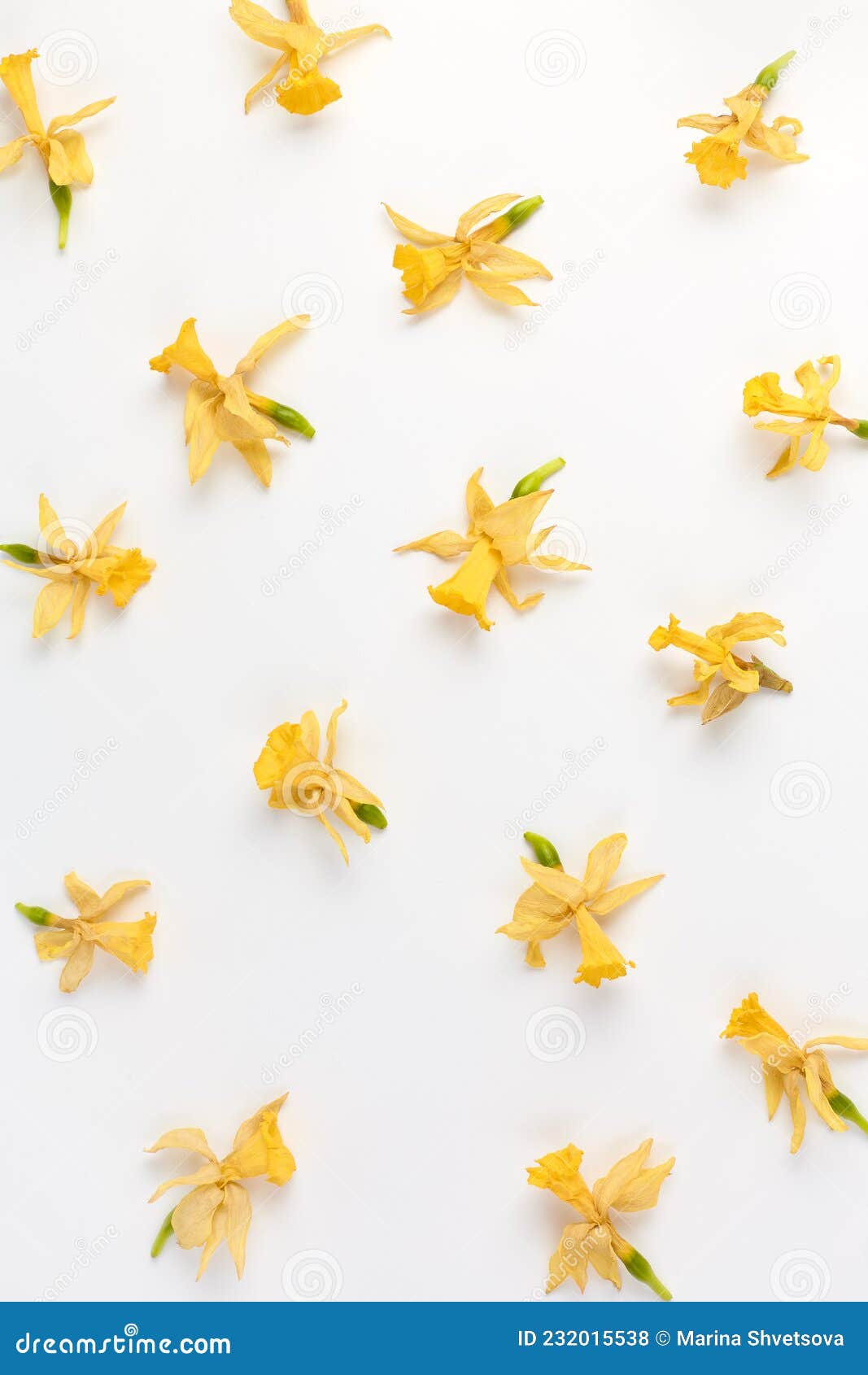 minimalistic floral pattern of dried daffodil flowers on a white background. simple flat composition, vertical frame