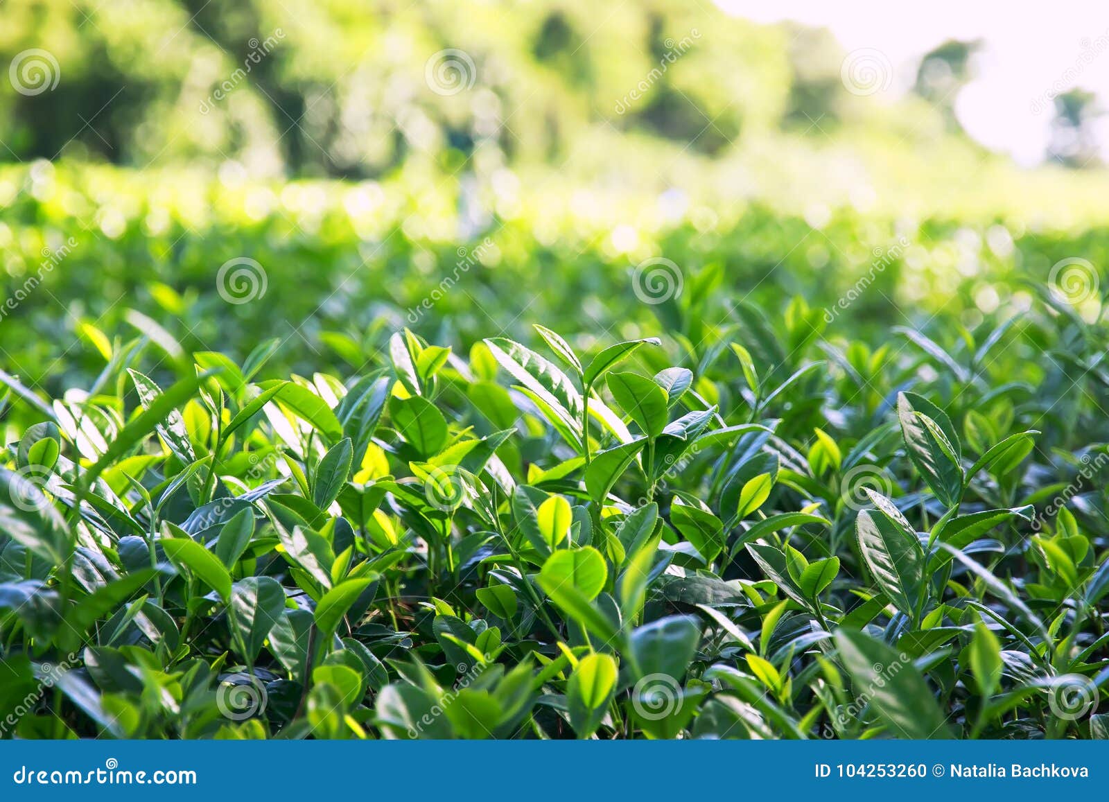 Mining and Plantation Fresh Green Tea Leaves Growing in the Sun Stock