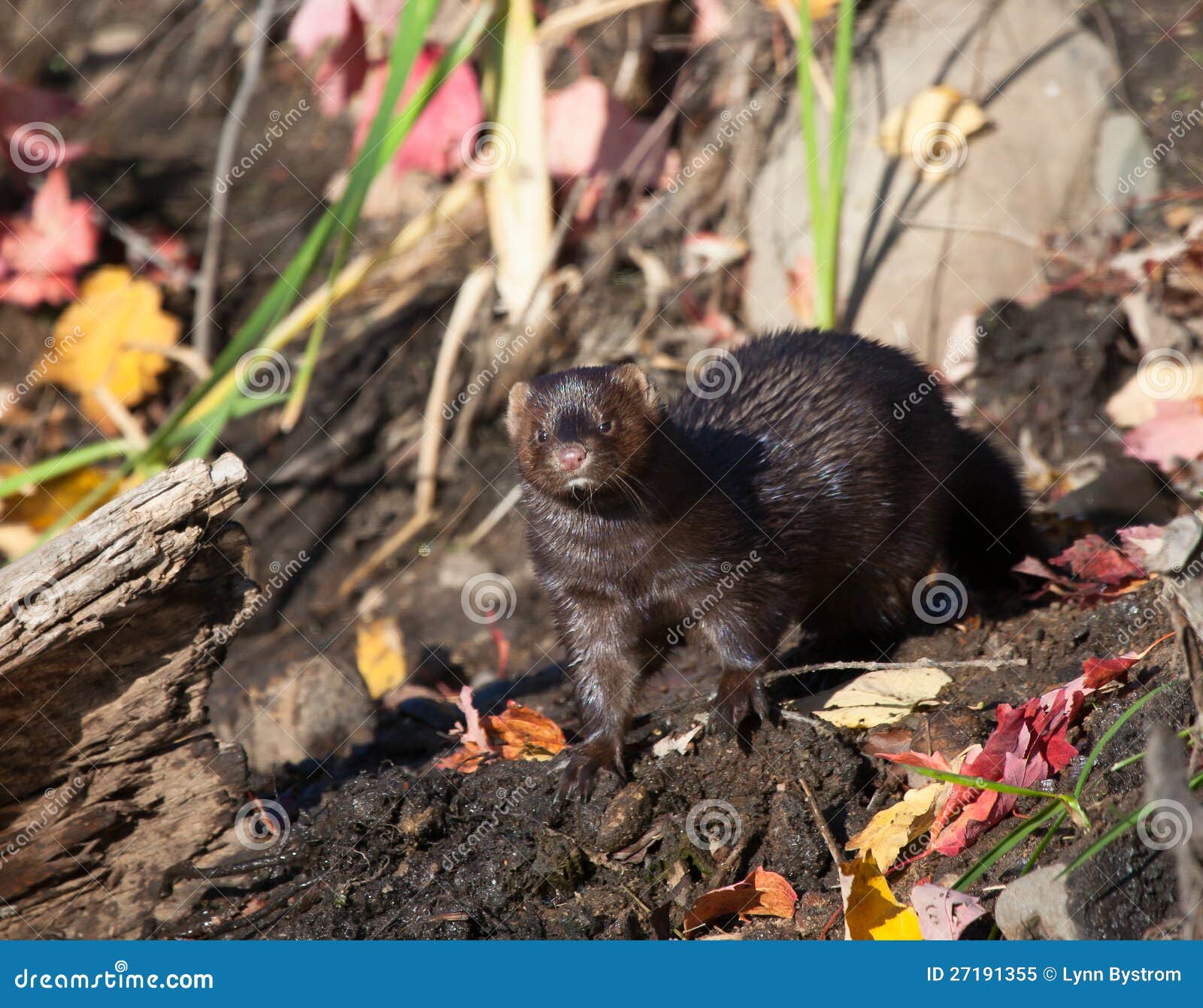Mink stock image. Image of american, outdoors, looking 27191355