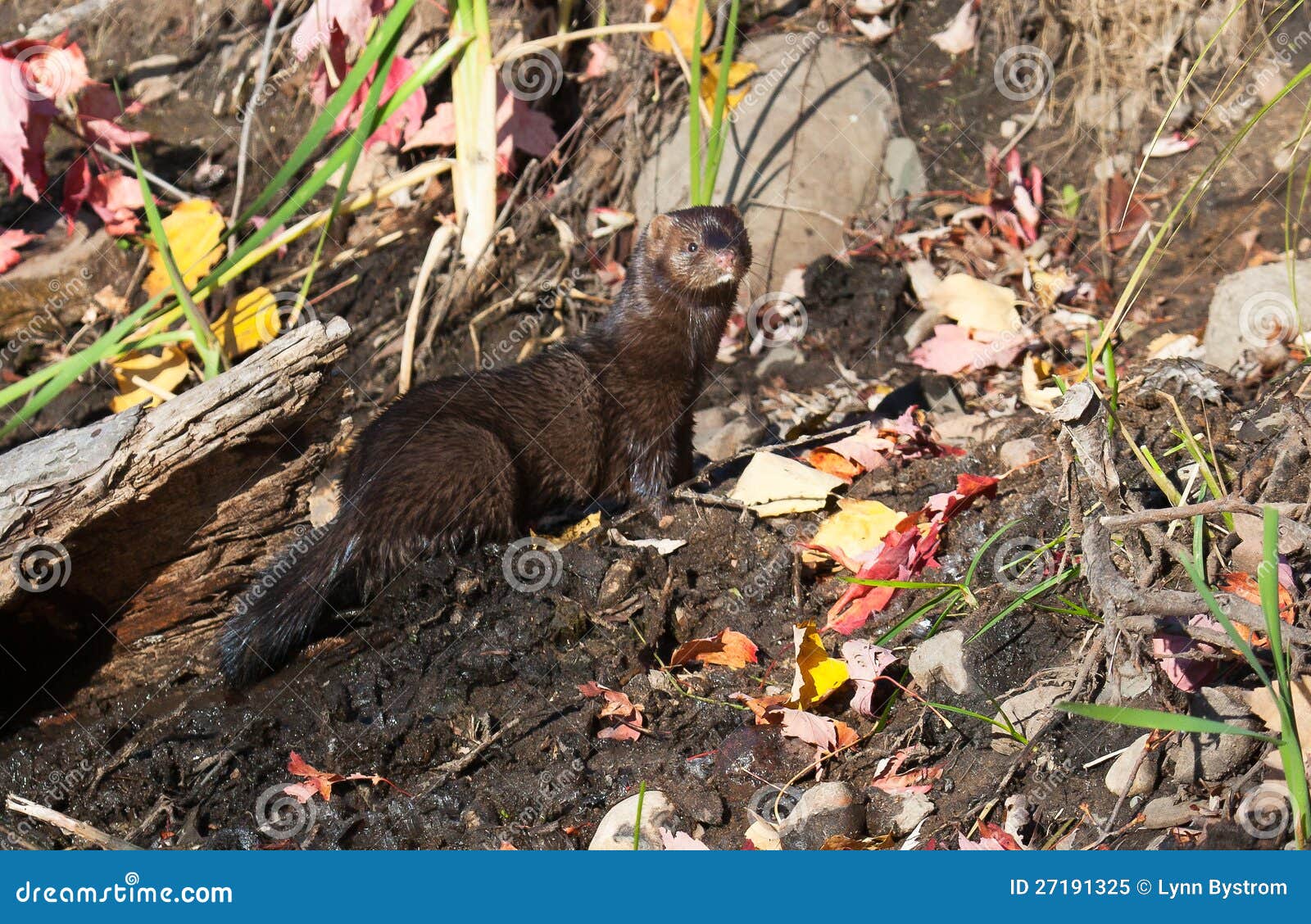 Mink profile stock image. Image of outdoors, minnesota 27191325