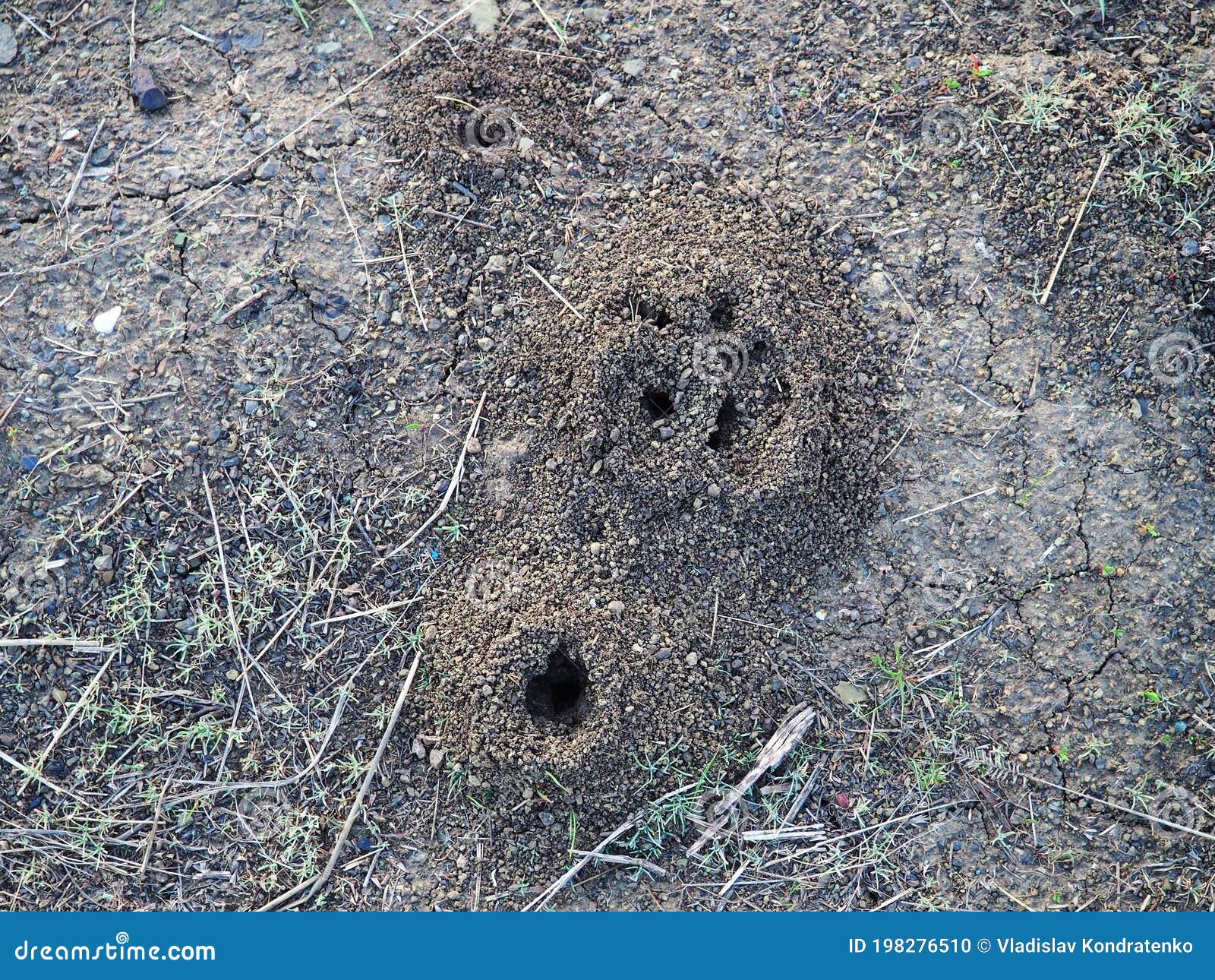 Minks in the Ground of Some Animals Stock Photo Image of concrete